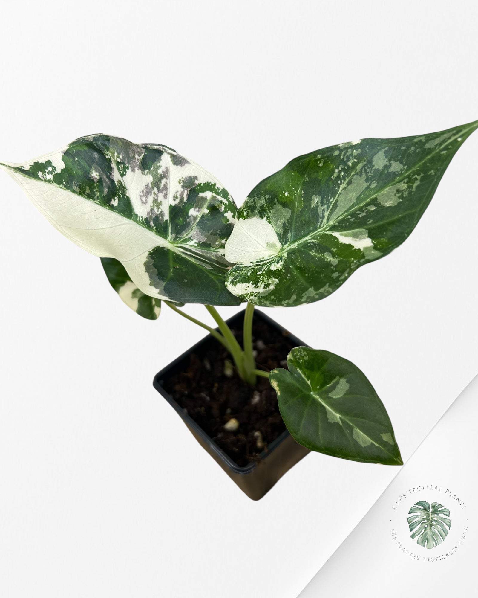 Alocasia 'Regale Shield' (albo) Variegated