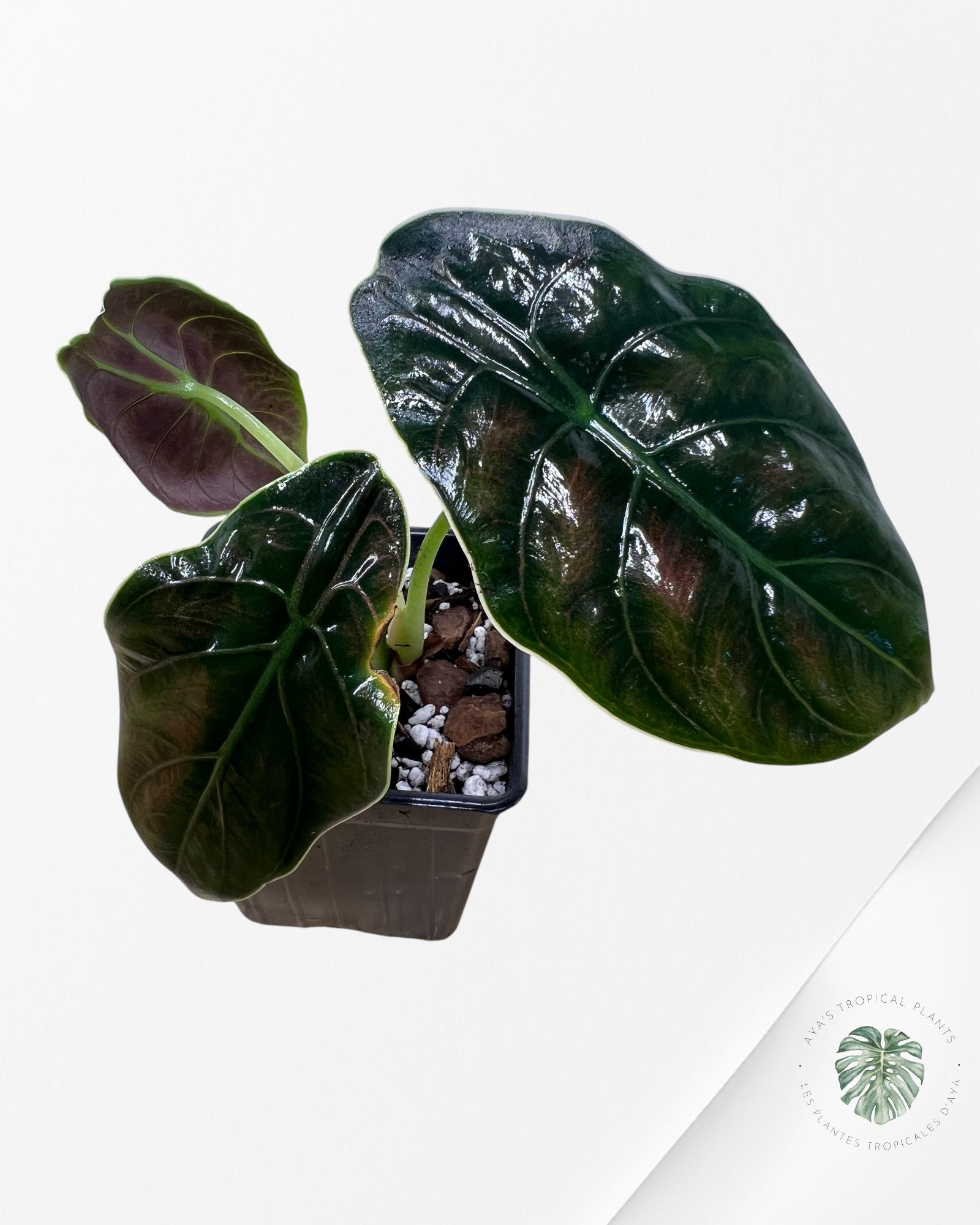Alocasia azlanii - F2