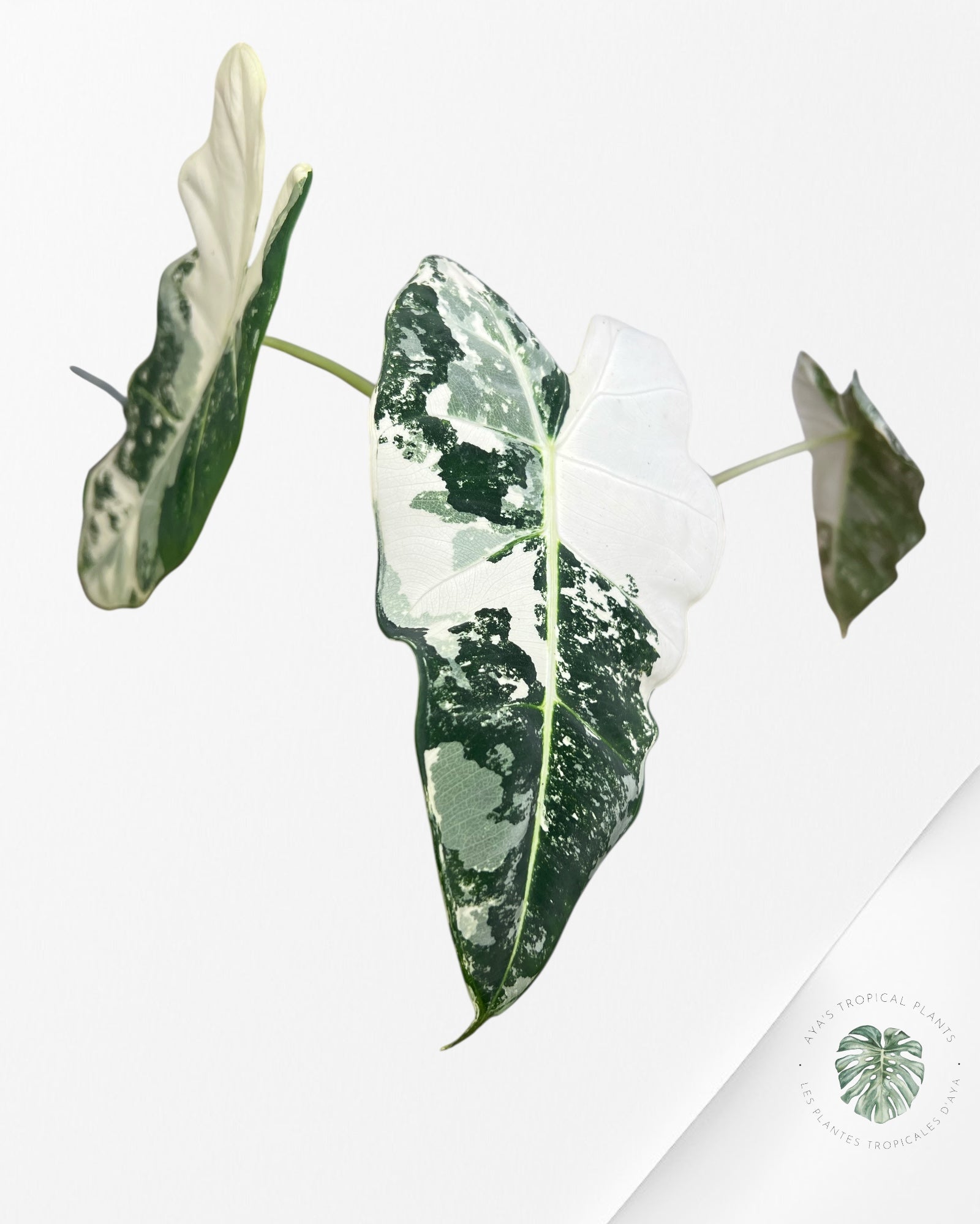 Alocasia Frydek Variegated - 90