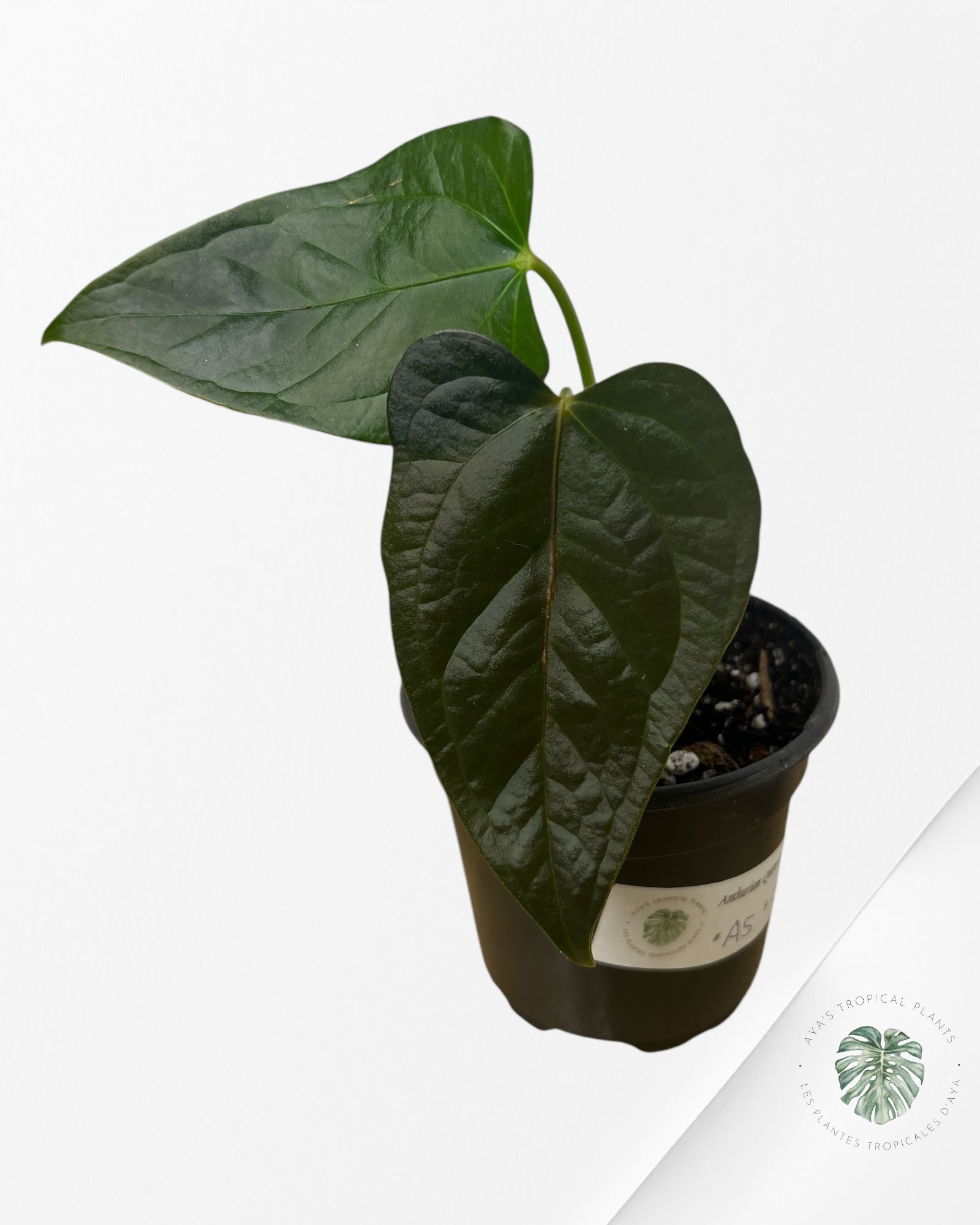Anthurium Queen Of Hearts - A5
