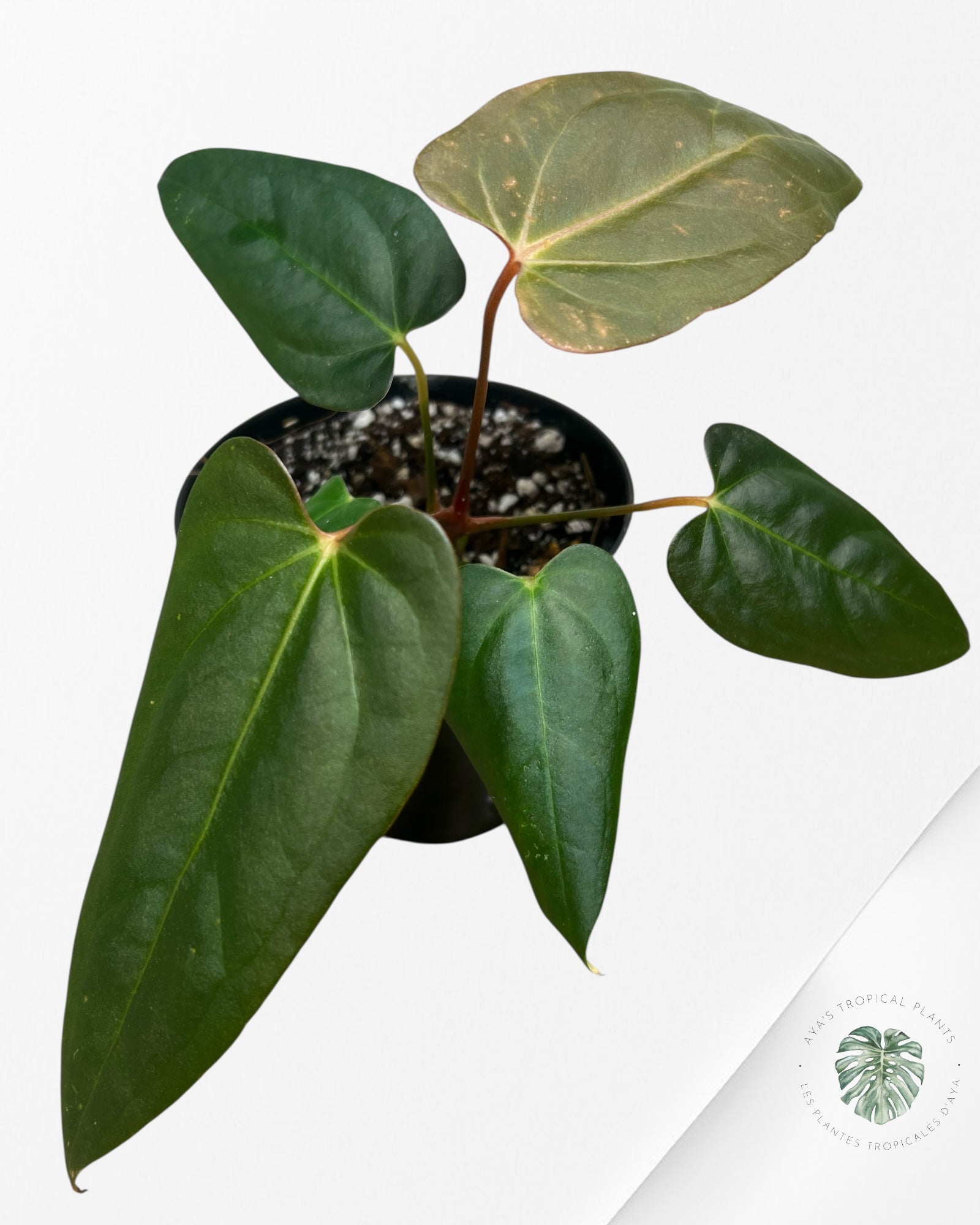 Anthurium papillilaminum - AP6