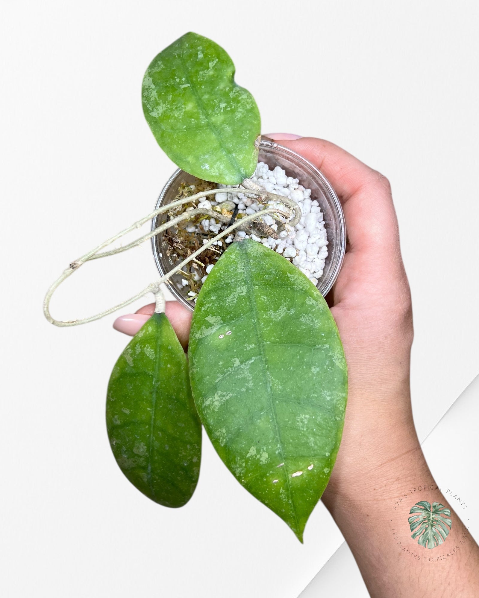 Hoya finlaysonii splash (Big leaves) - F5