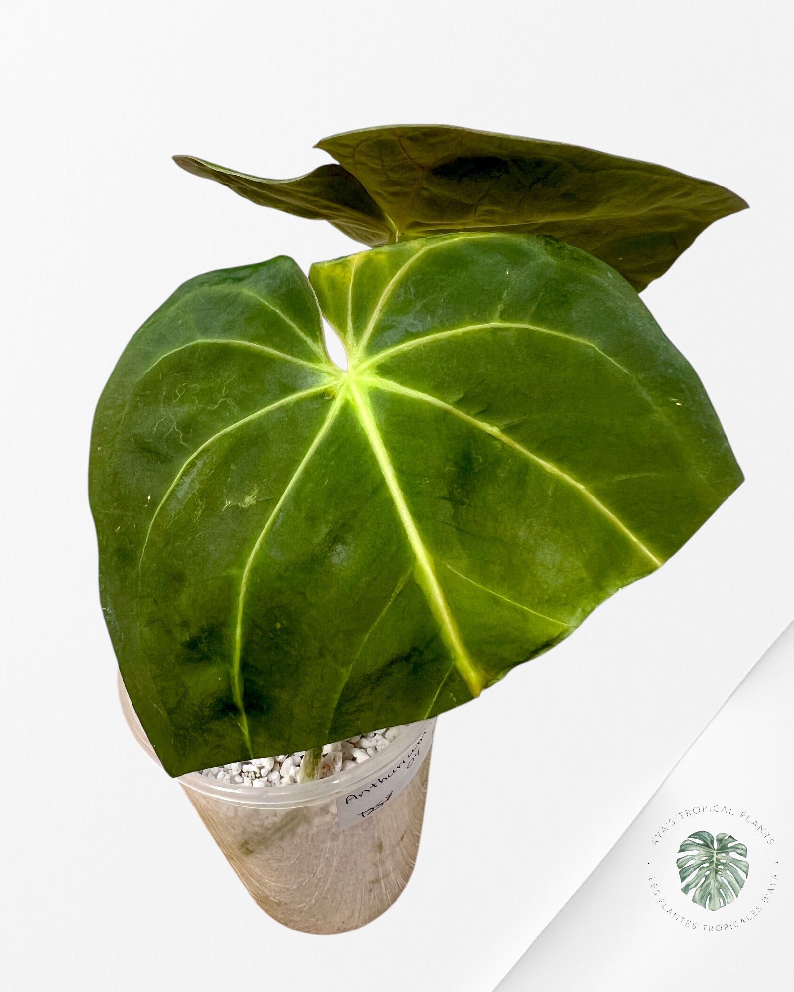 Anthurium Hoffmanii-04