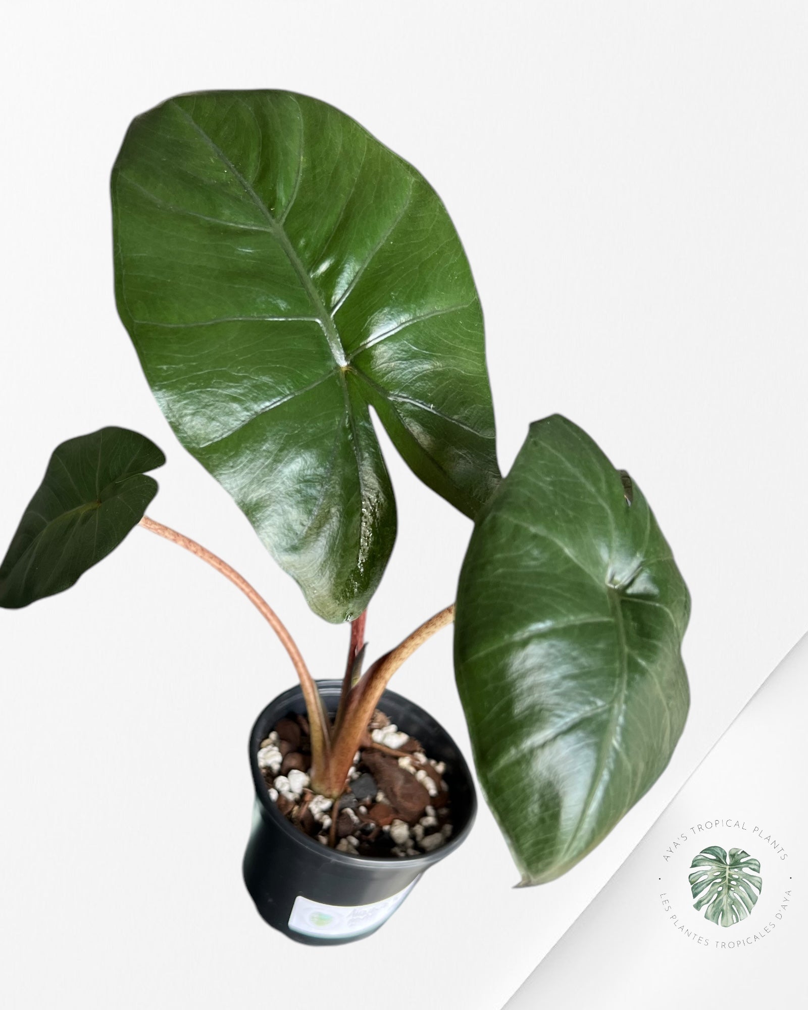 Alocasia Yukatan Mint