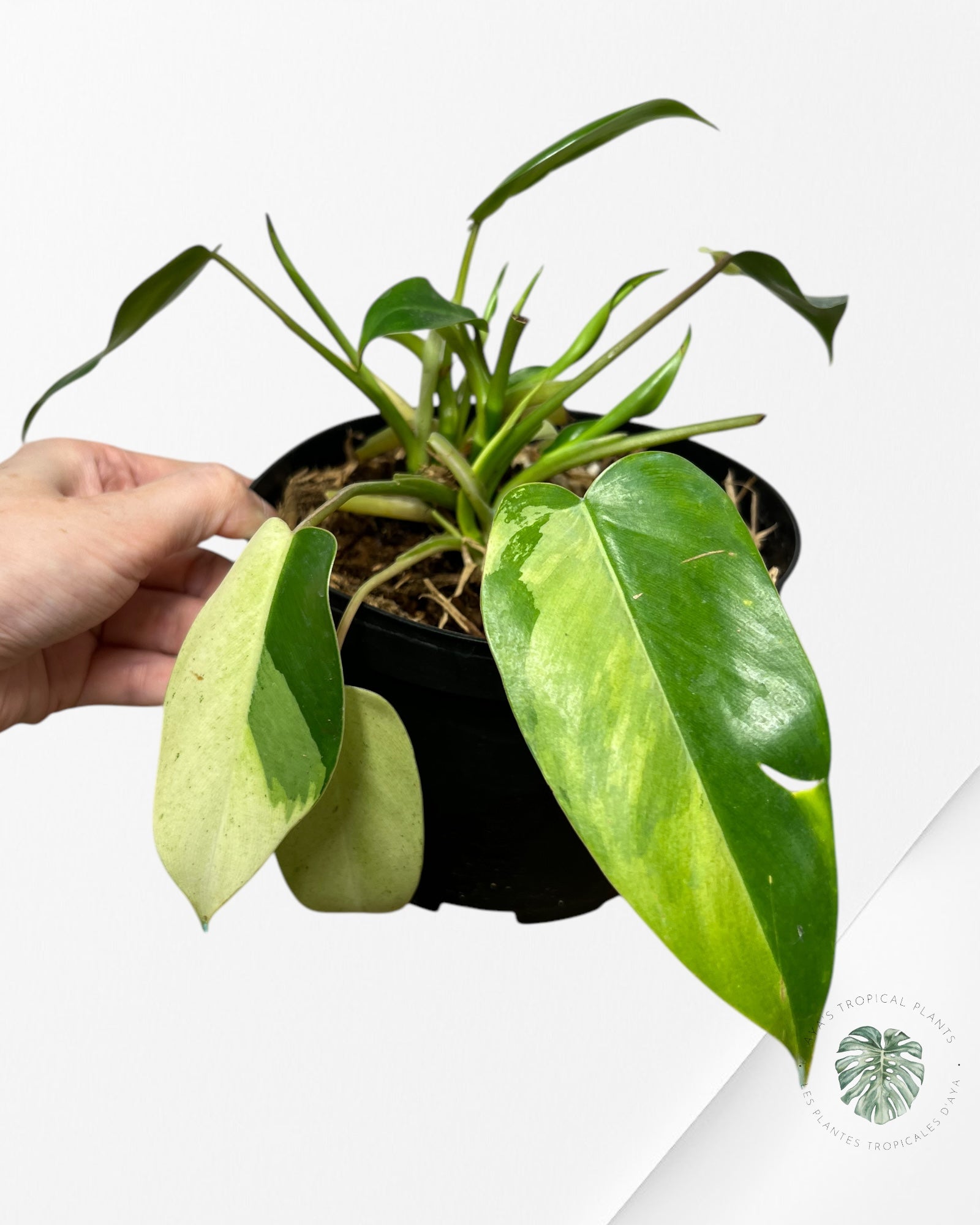 Philodendron Temptation Variegated -08