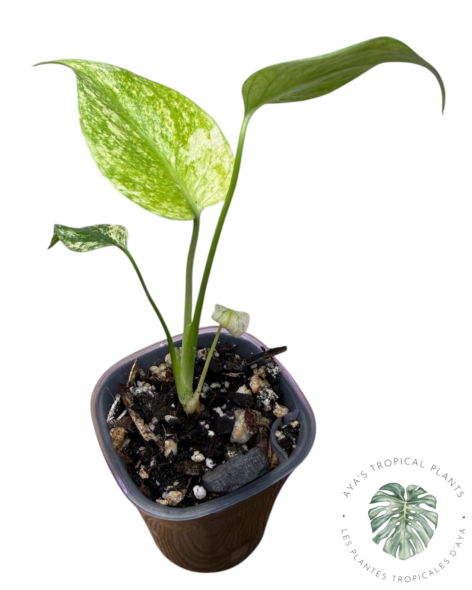 Monstera White Monster