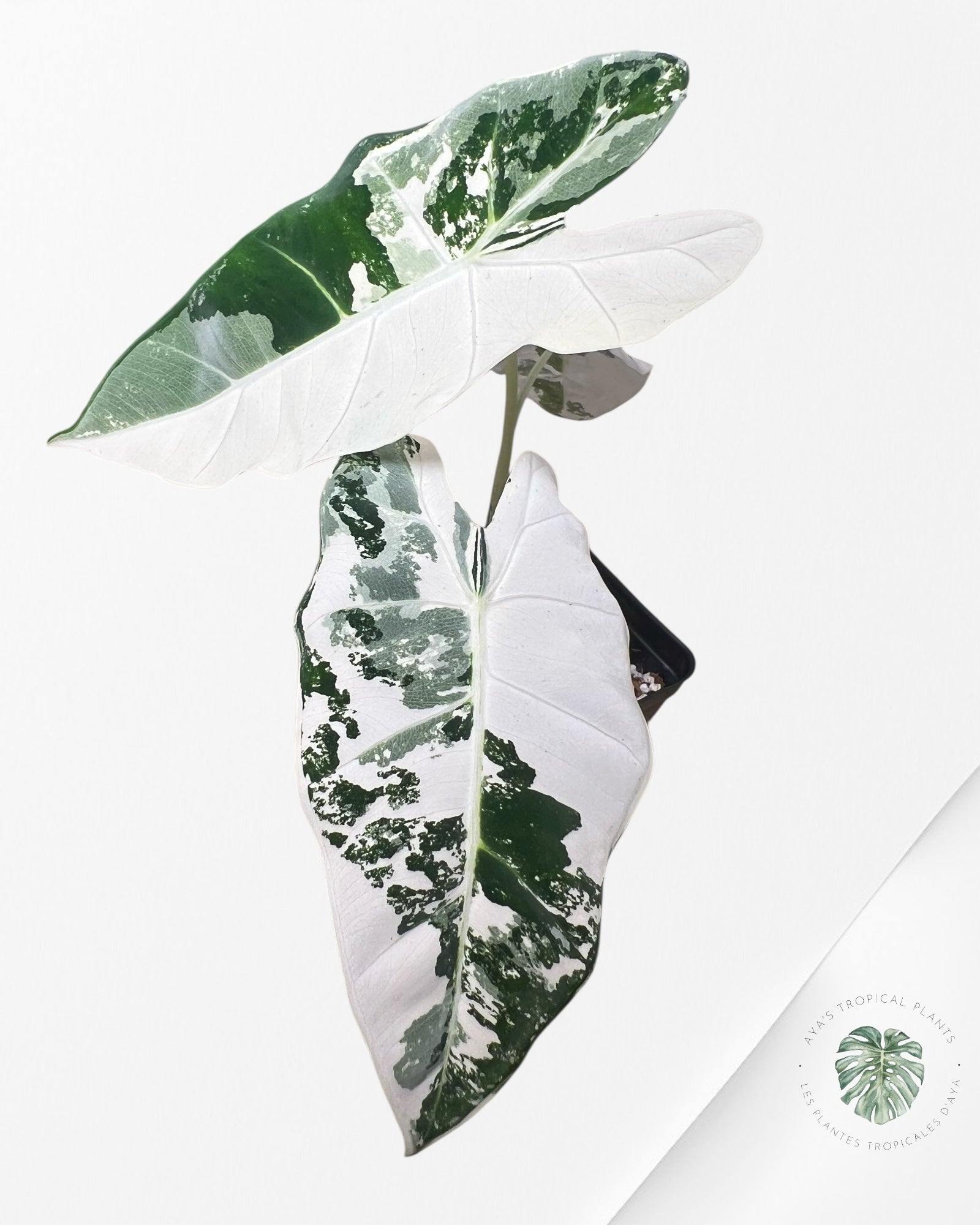 Alocasia Frydek Variegated - 93