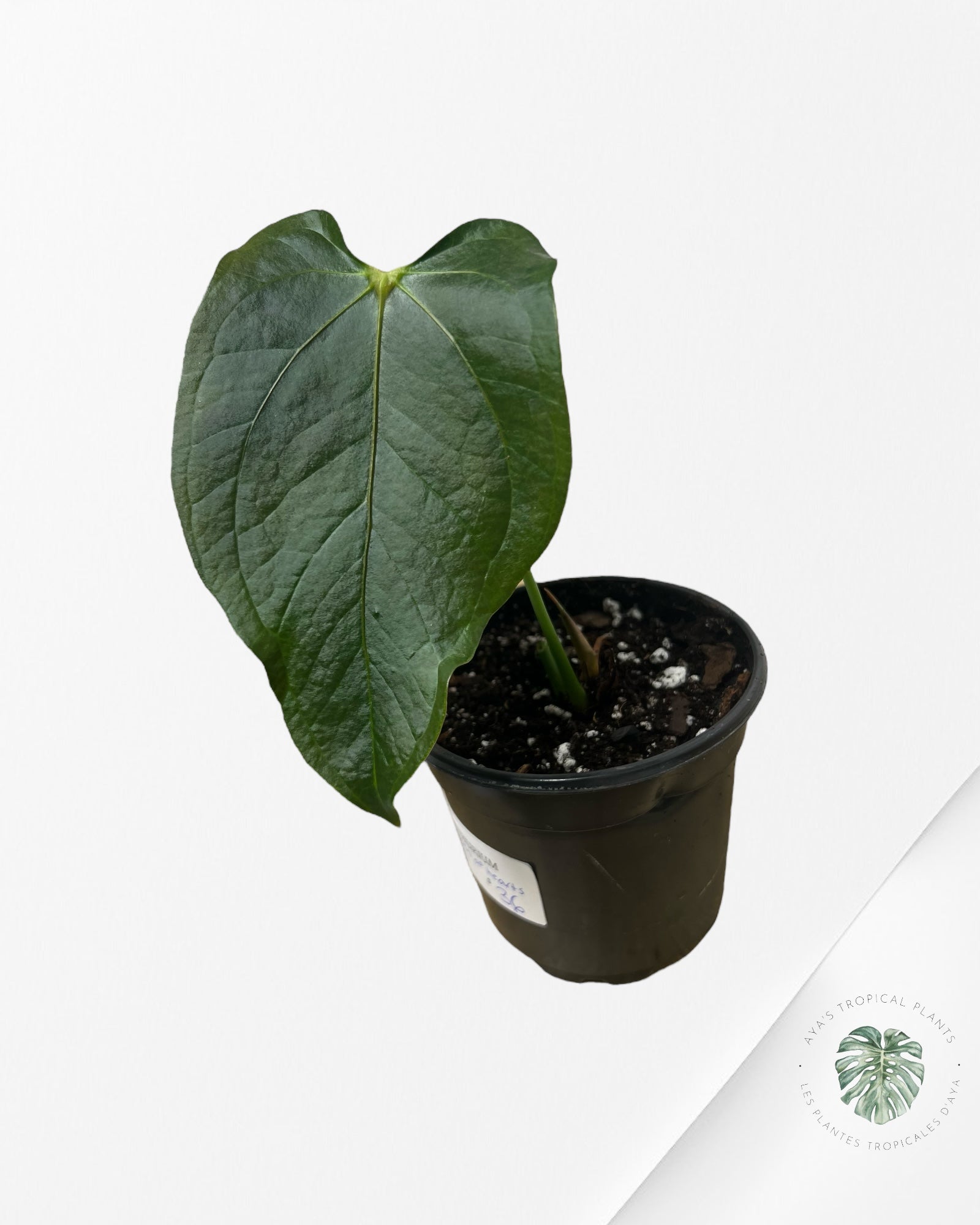 Anthurium Queen Of Hearts - V1