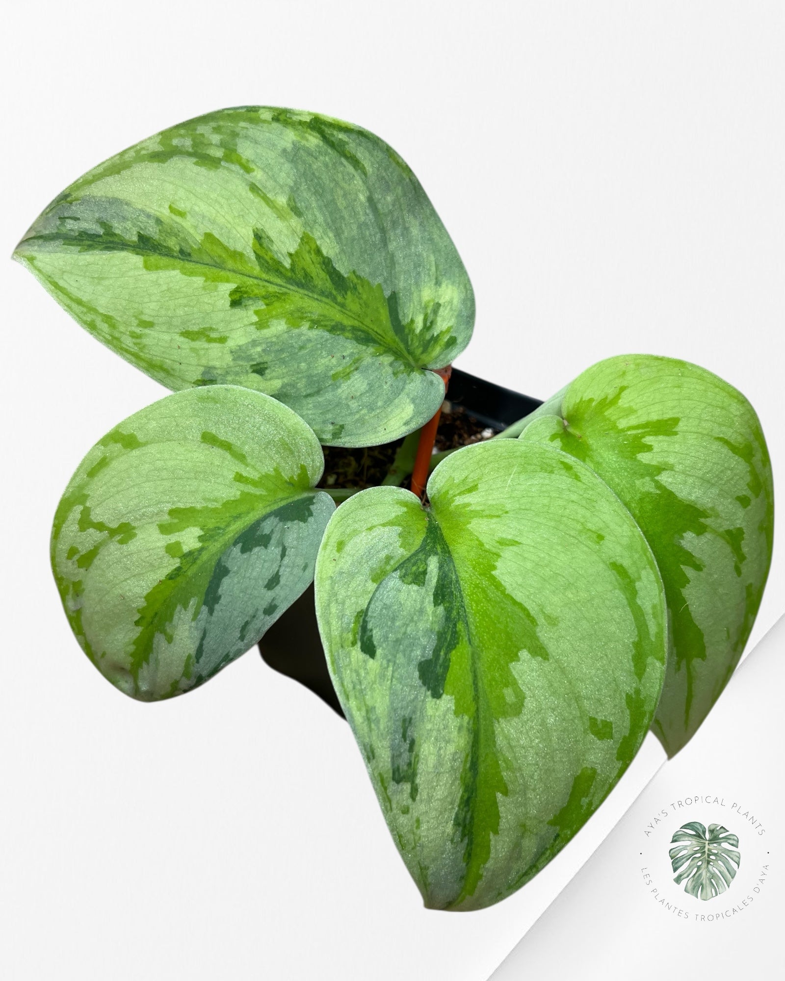 Scindapsus Yupa-EXP23