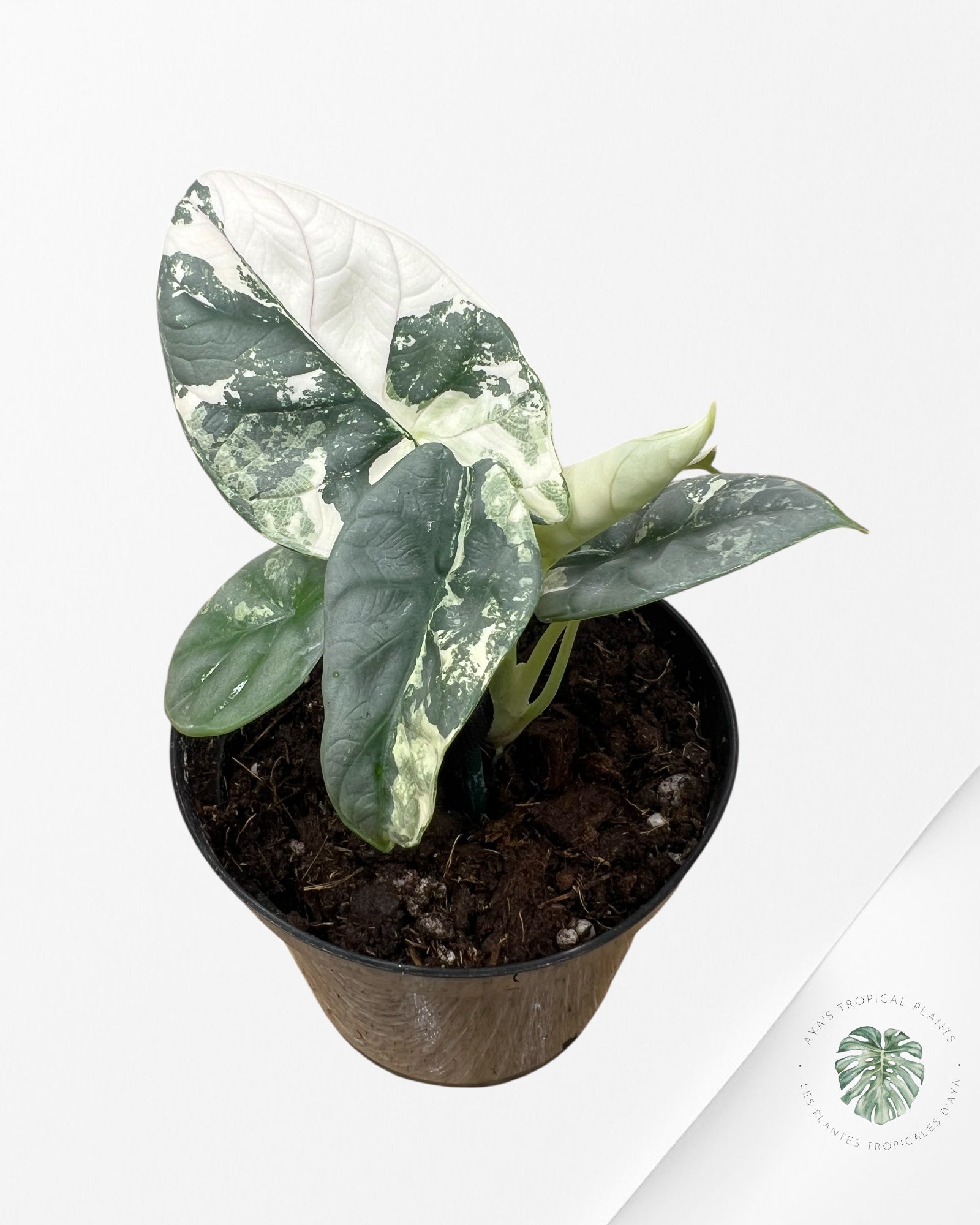 Alocasia baginda 'Silver Dragon' variegated - F2