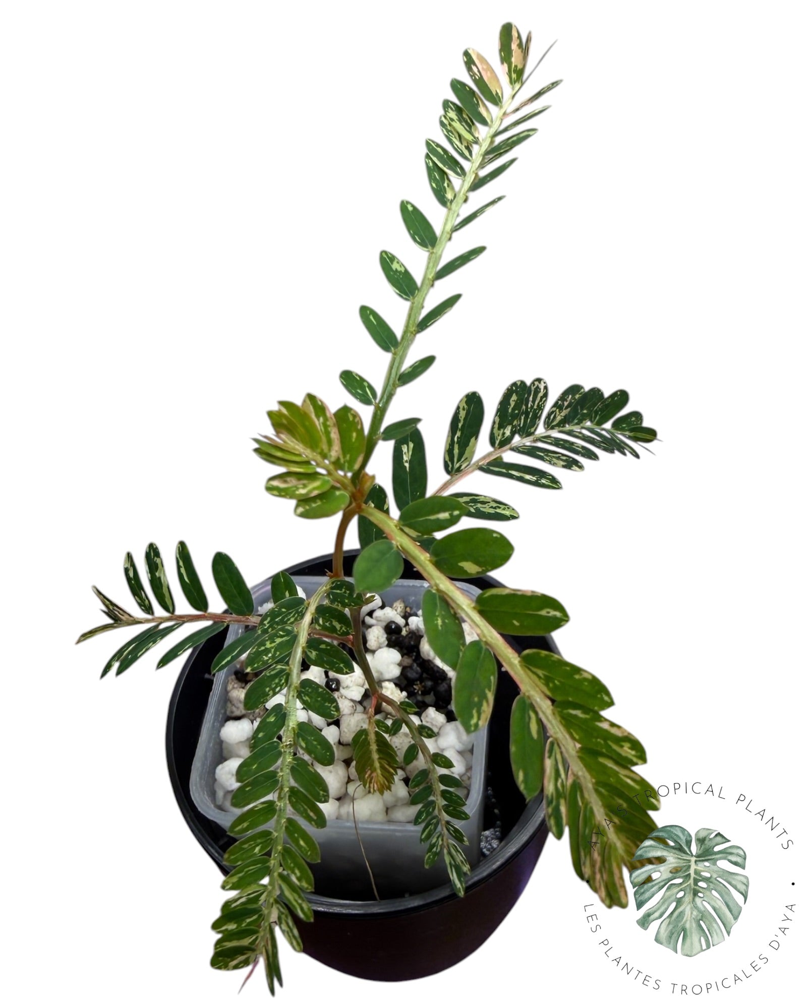 Phyllanthus urinaria 'Pink Variegated