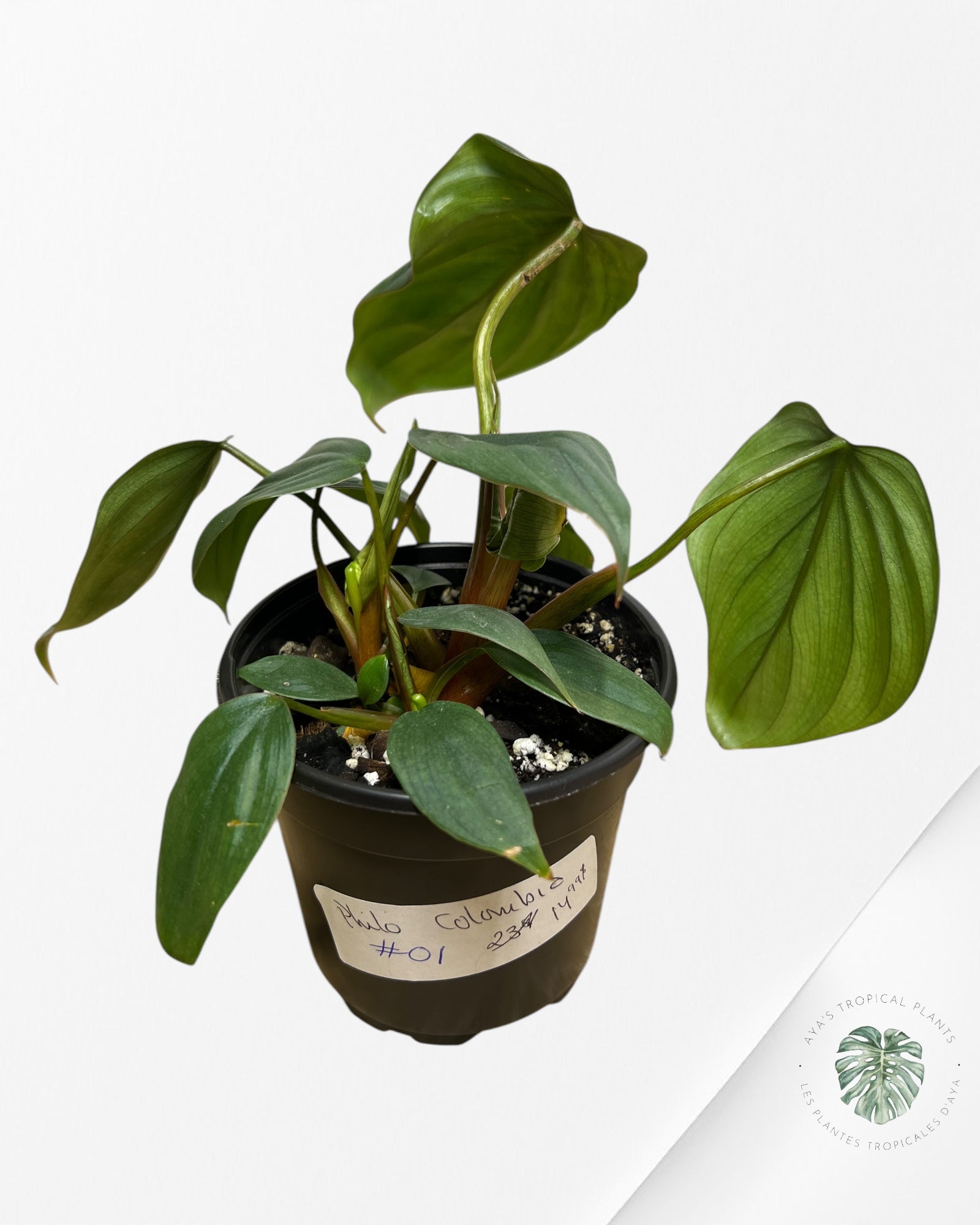 Philodendron Colombie - 01