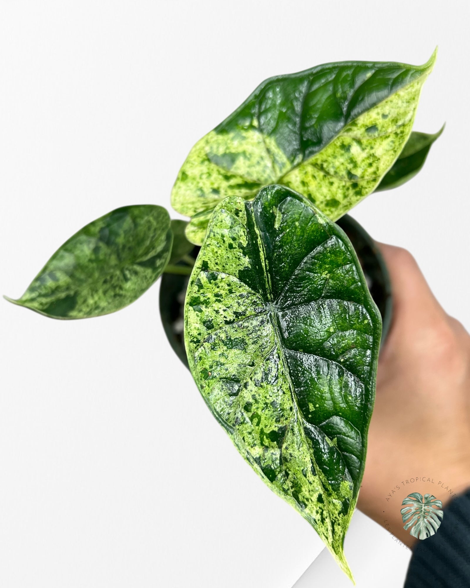 Menthe écaille de dragon Alocasia - 90