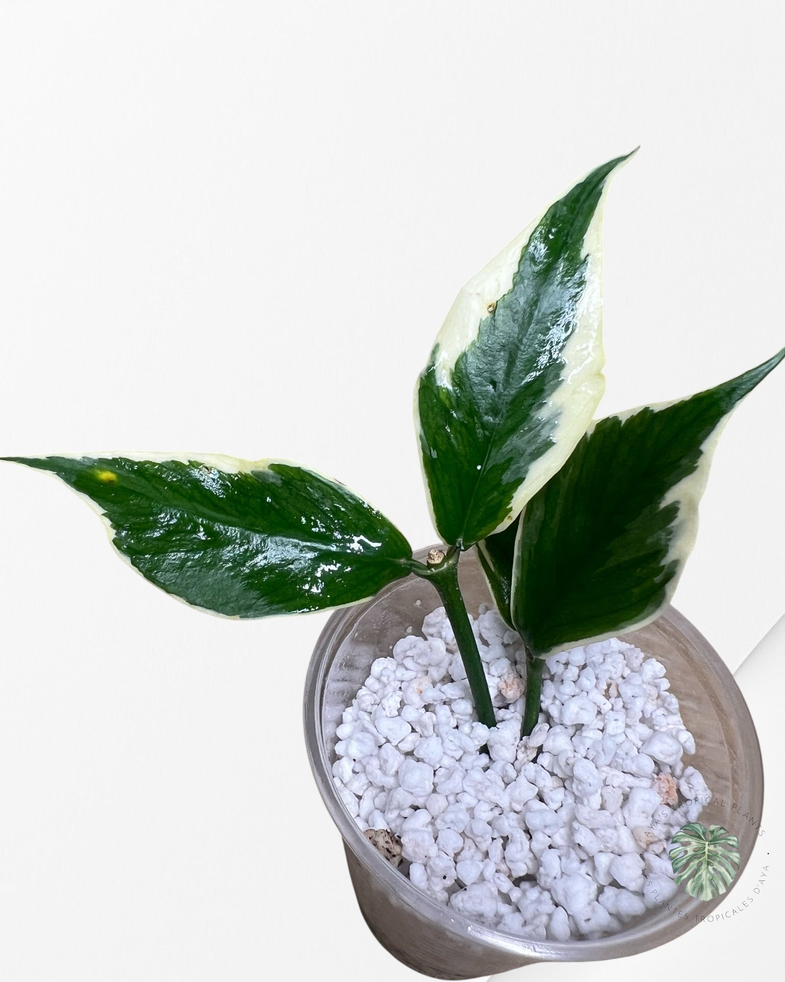 Hoya Polyneura Albo Variegated - HPC