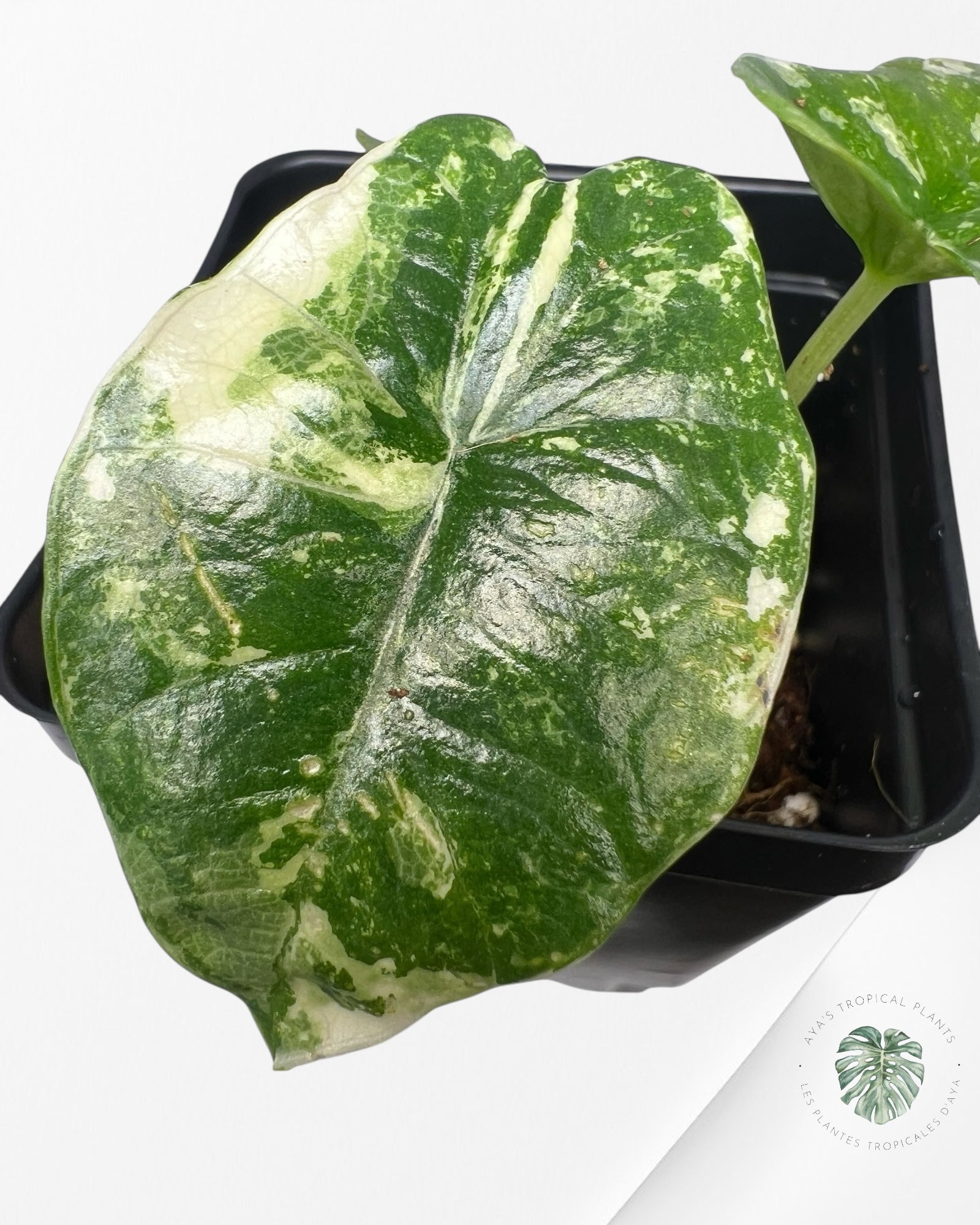 Alocasia Platinum Albo Variegated - AP03