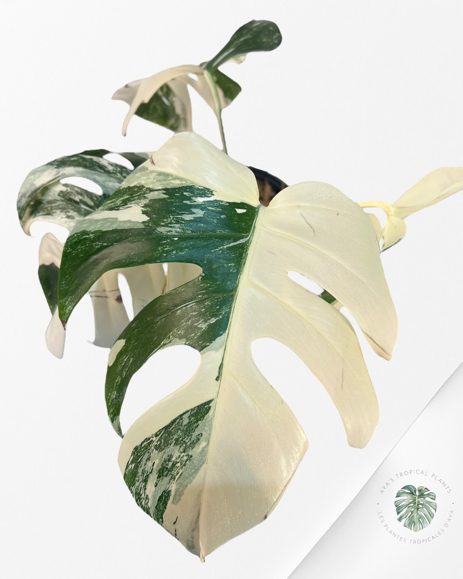 Monstera Borsigiana Albo-JA24