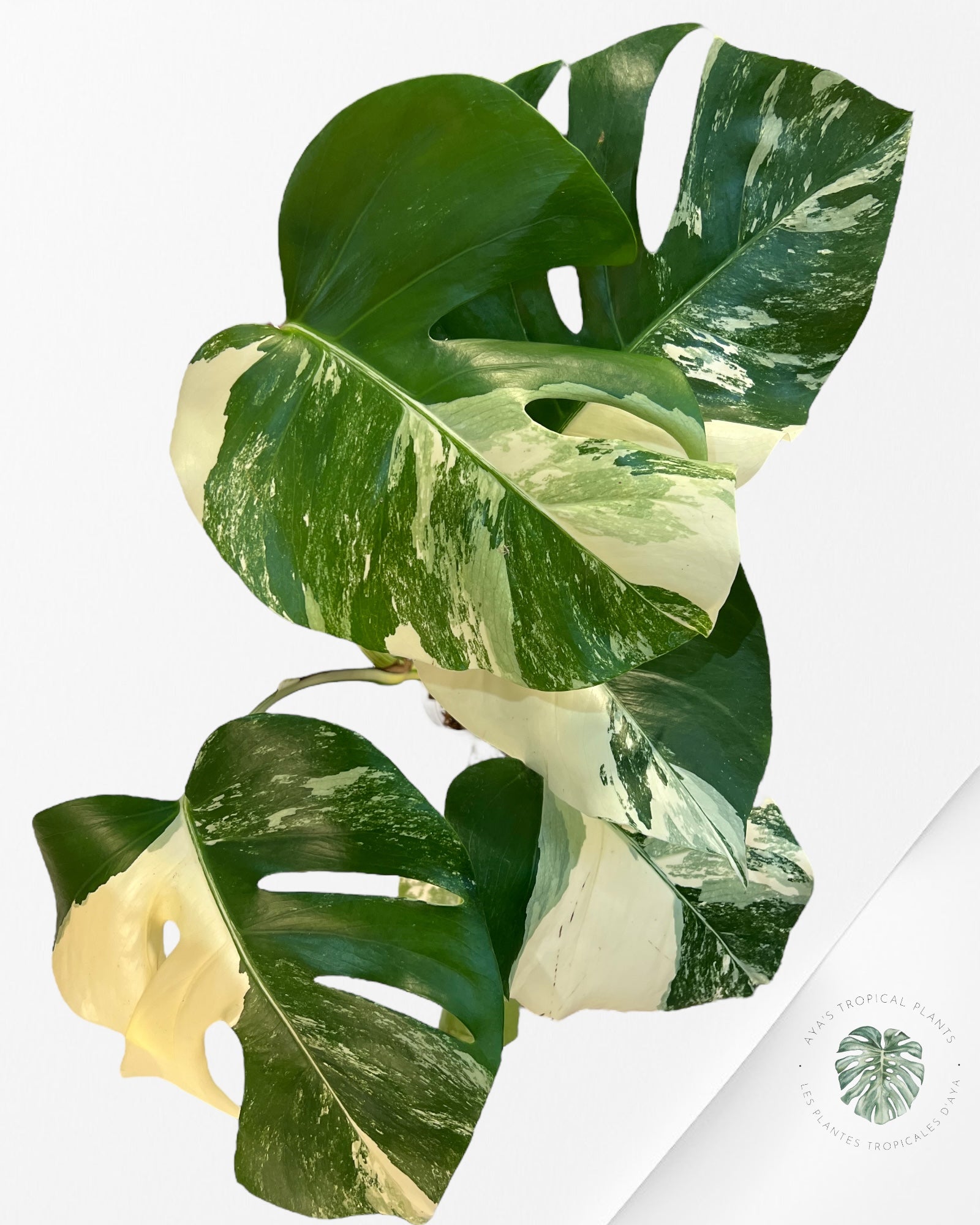 Monstera Borsigiana Albo-JA26