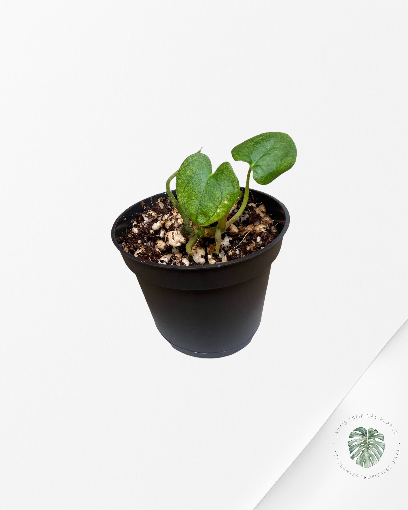 Anthurium Dark Phoenix Mint Variegated - B