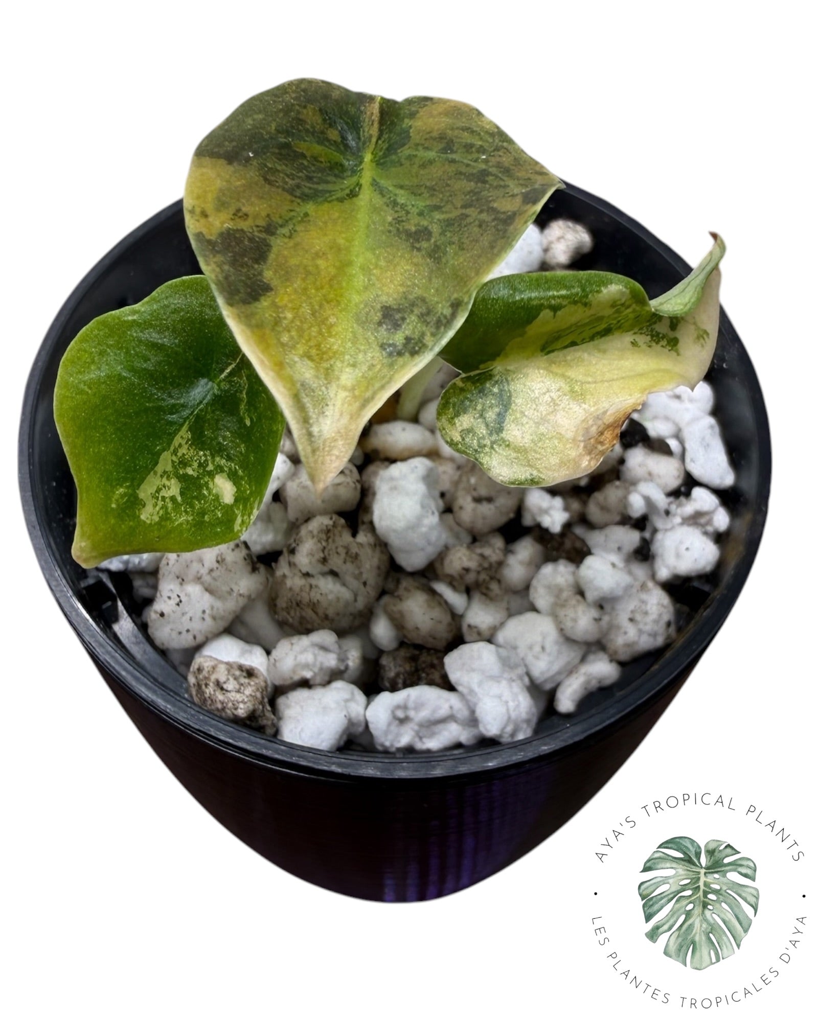 Alocasia Cuprea Golden Latte