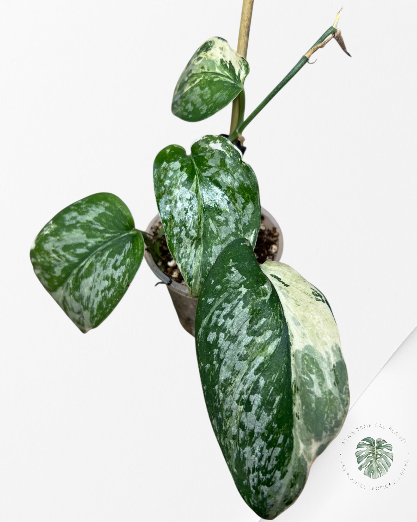 Scindapsus Exotica Tricolore - SET4
