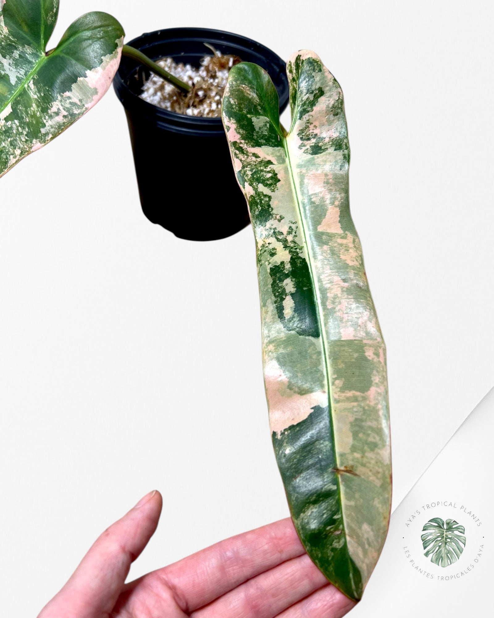 Philodendron Atabapoense Rose Panaché -01
