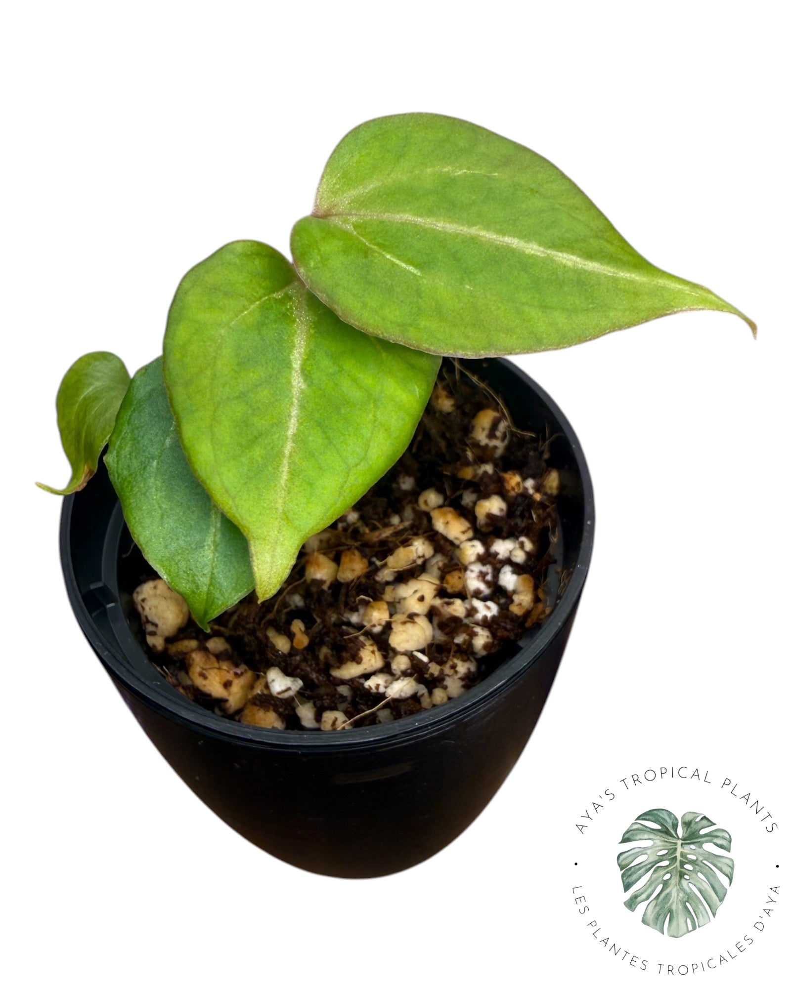 Anthurium Wonderboy X Michelle
