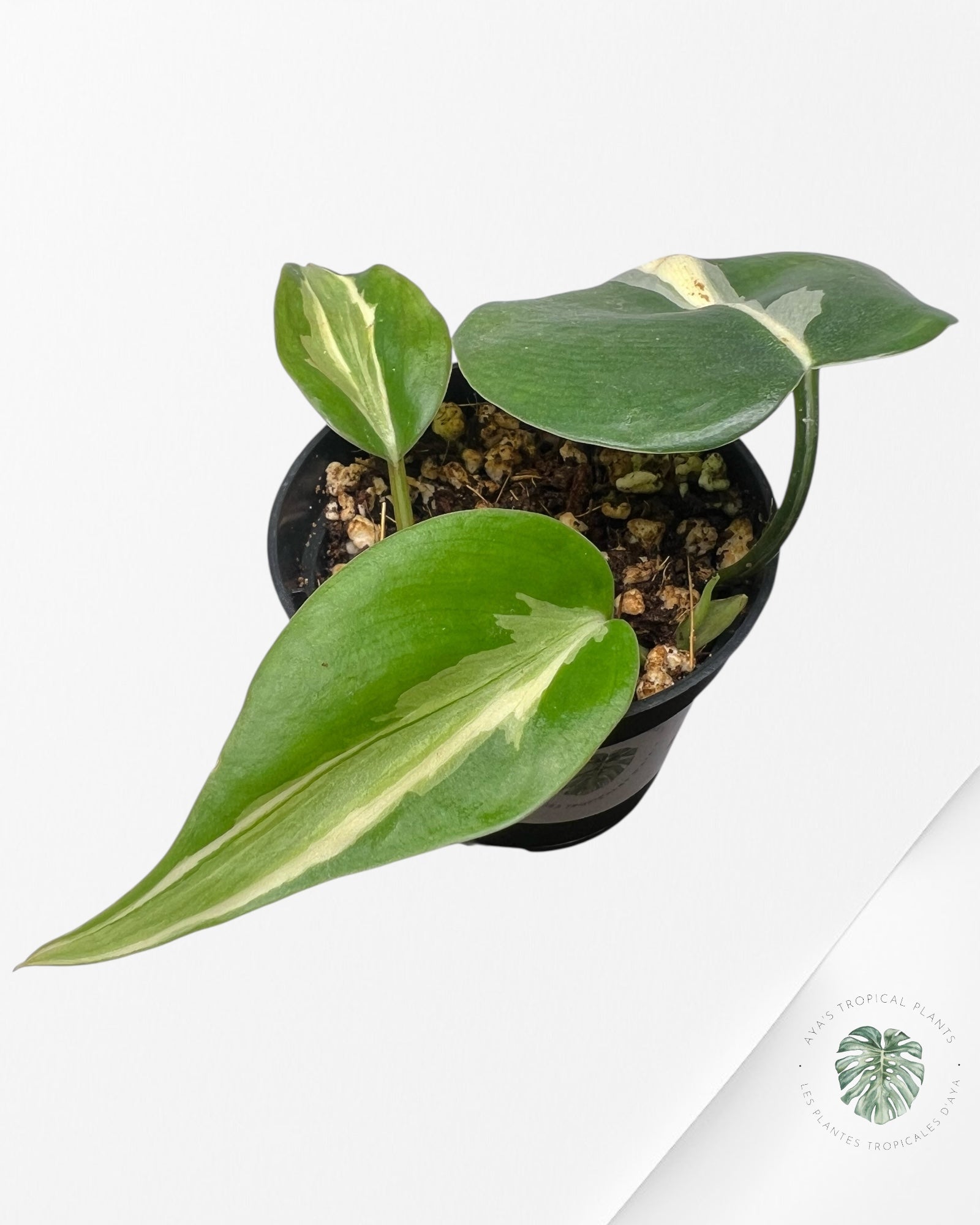 Philodendron Rio-2