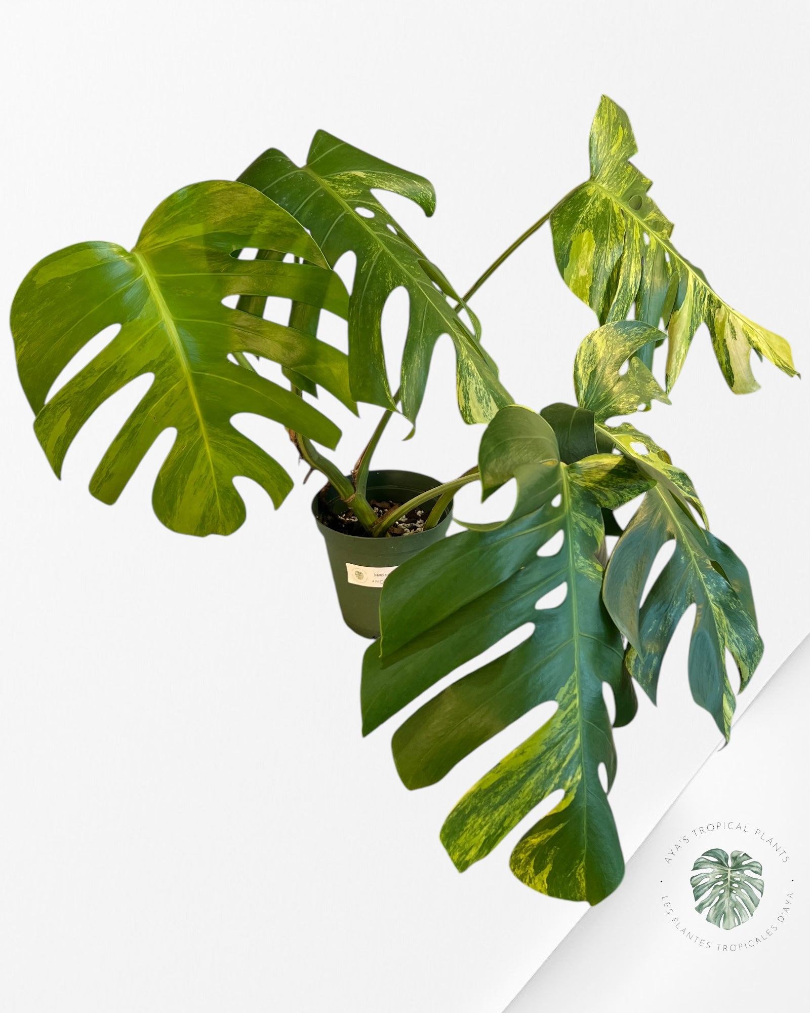 Monstera Aurea - p002