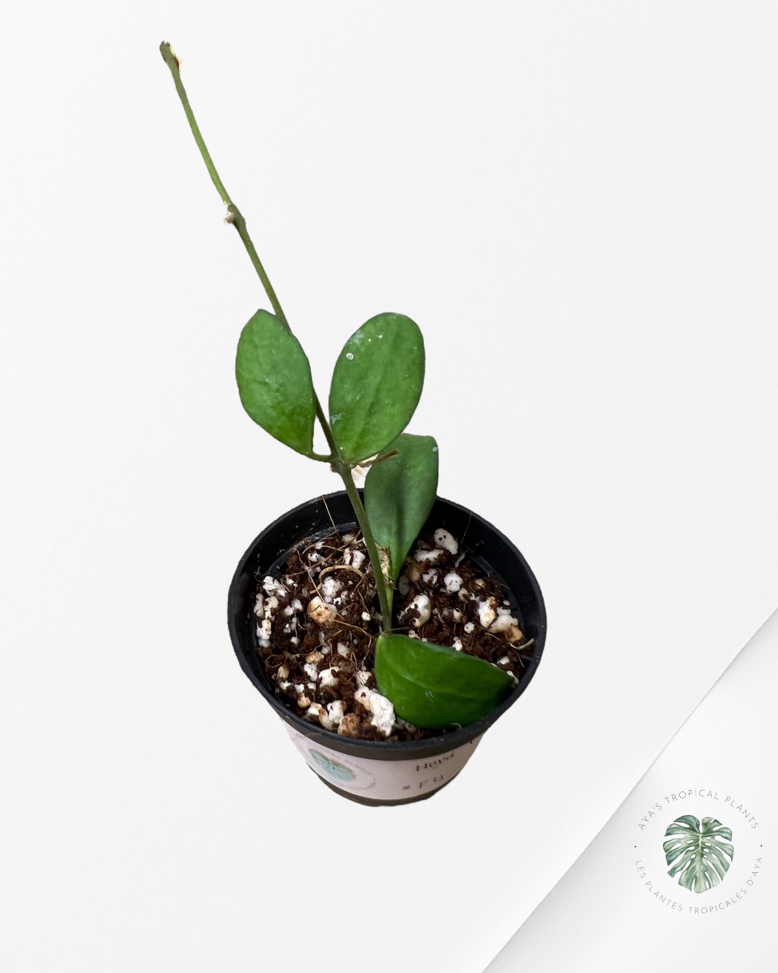 Hoya cv. Nona - F4s