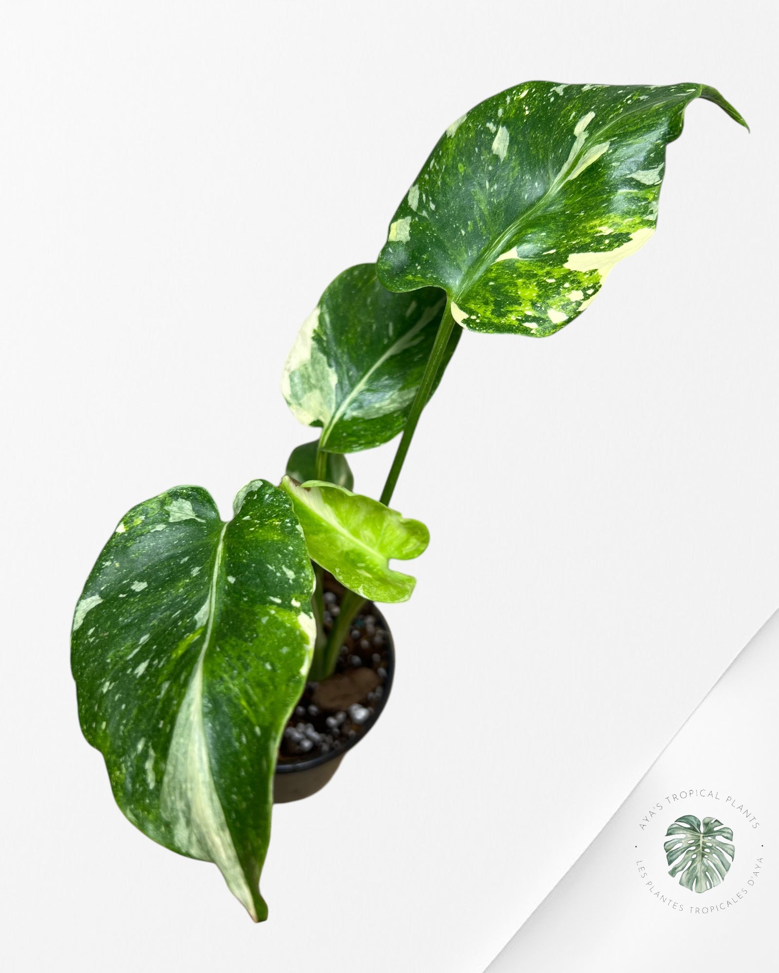 Monstera Miracle Tricolore-MMT4