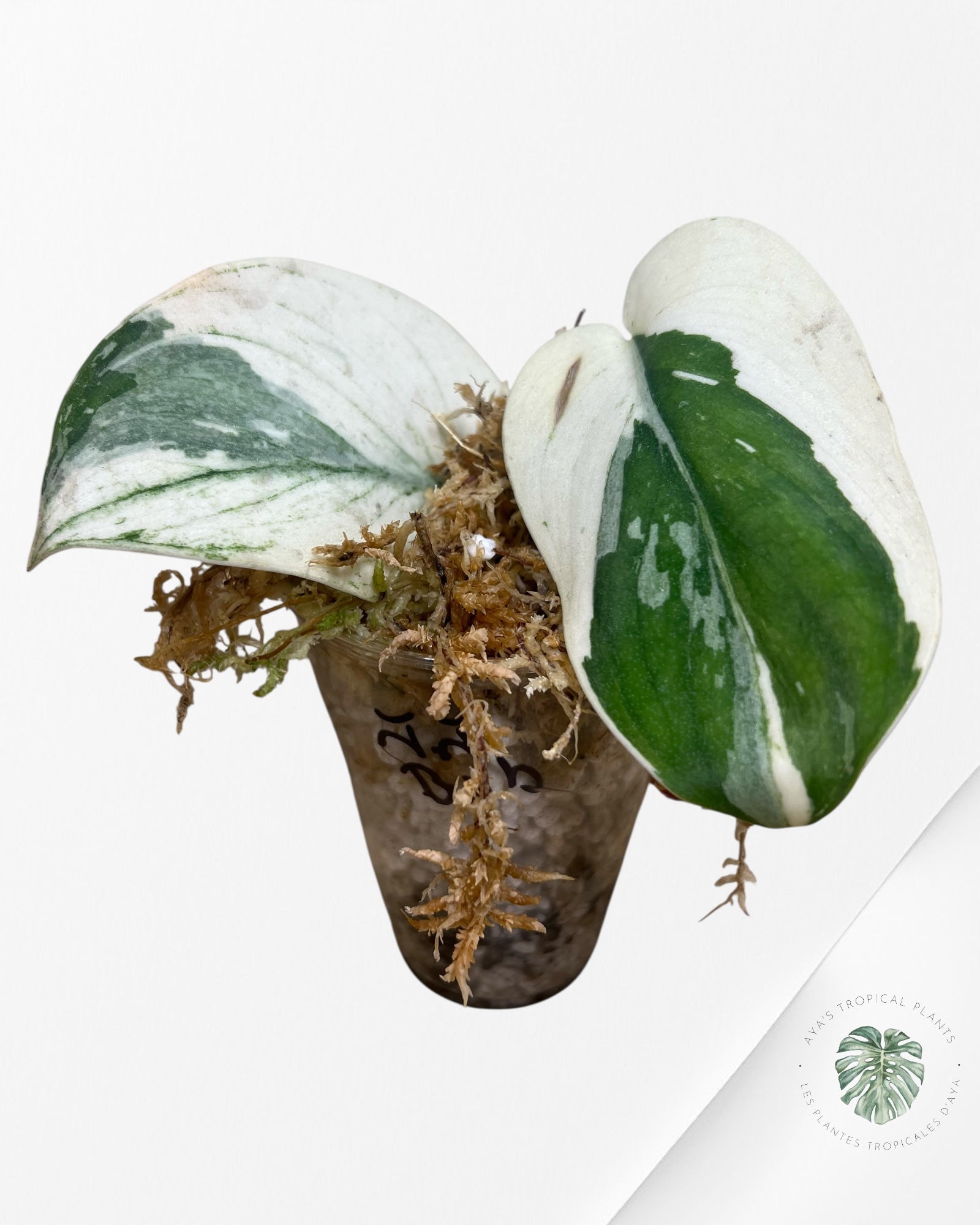 Scindapsus Silver Knight Jung Jung Buih Variegated - 01
