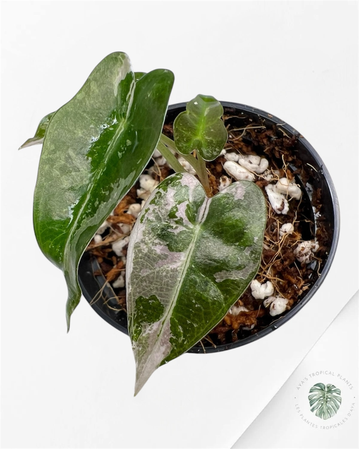 Alocasia Bambino Variegated (pink) - P28