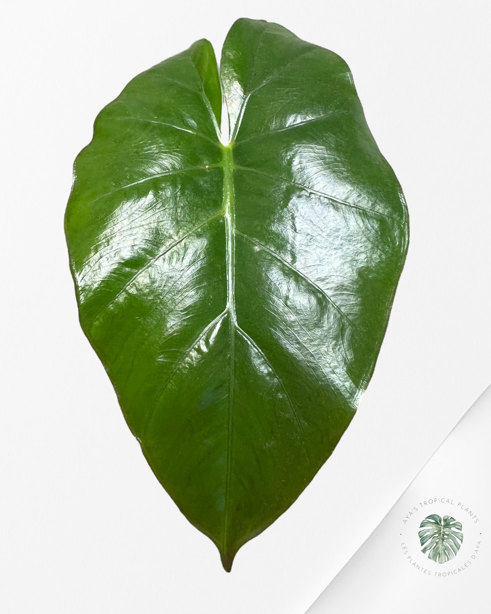 Alocasia Yucatan Mint (reverted) -AYM9