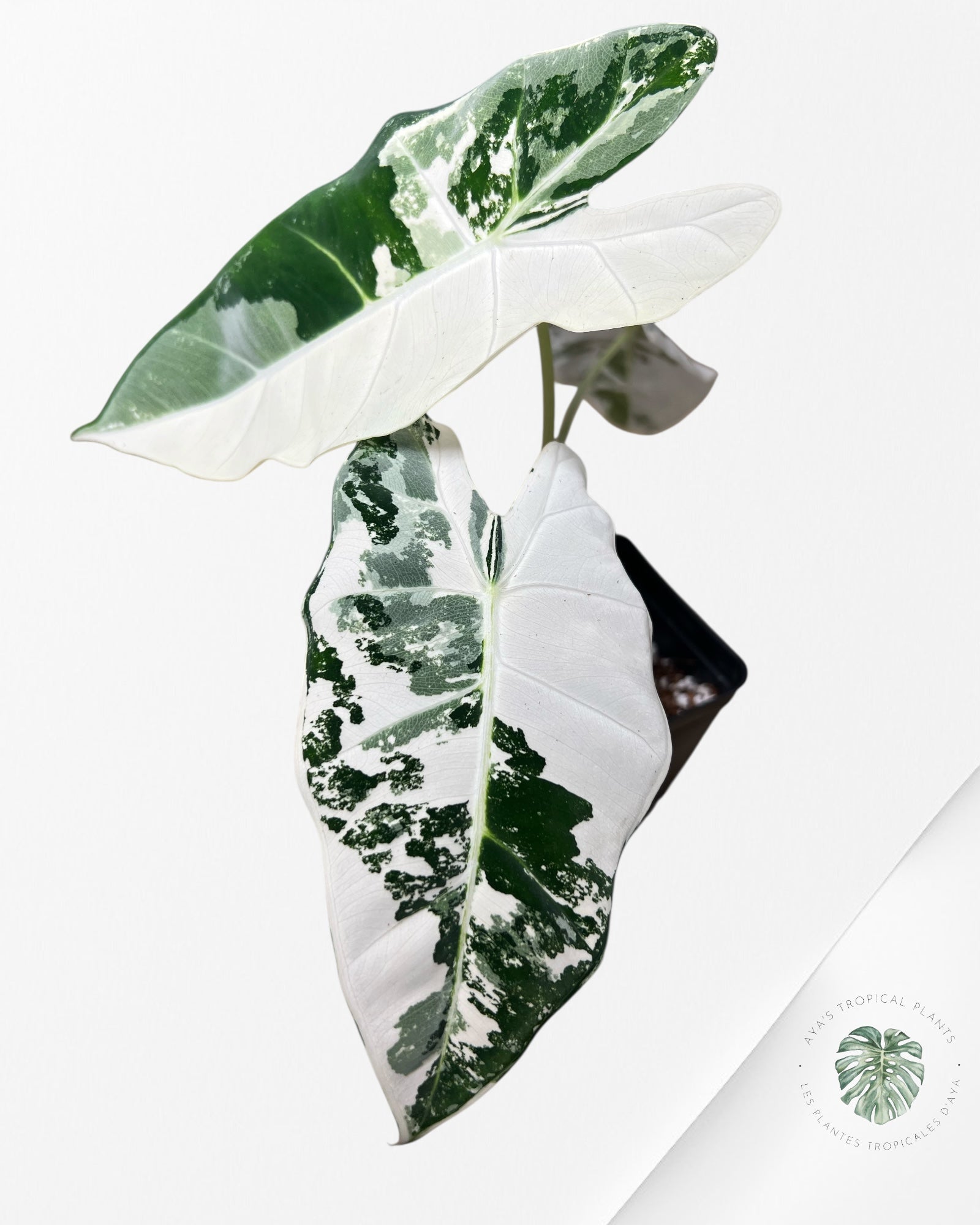 Alocasia Frydek Variegated - 93