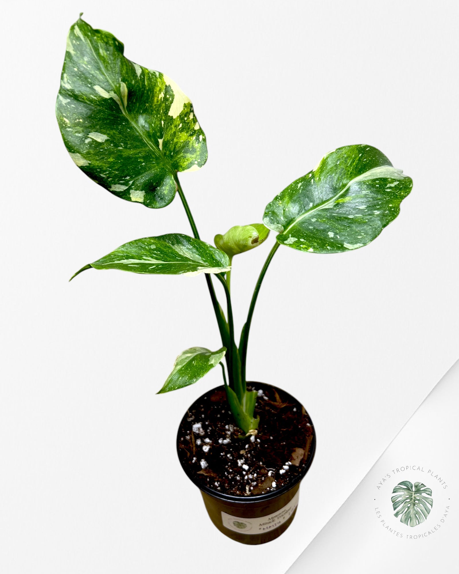 Monstera Miracle Tricolore-MMT4