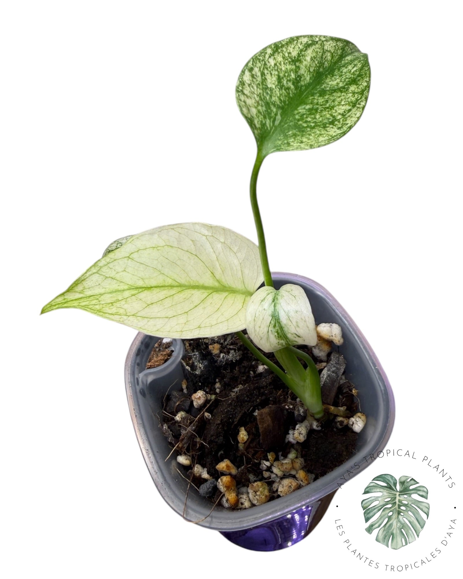 Monstera White Monster