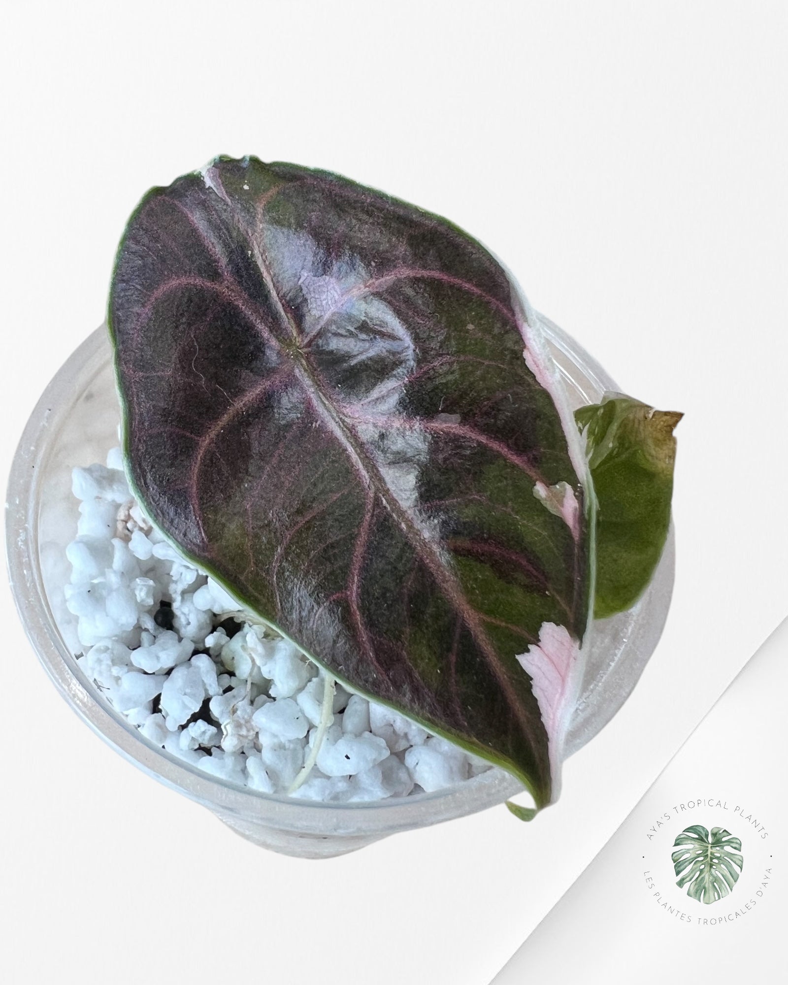 Alocasia Azlanii variegated-ASV1