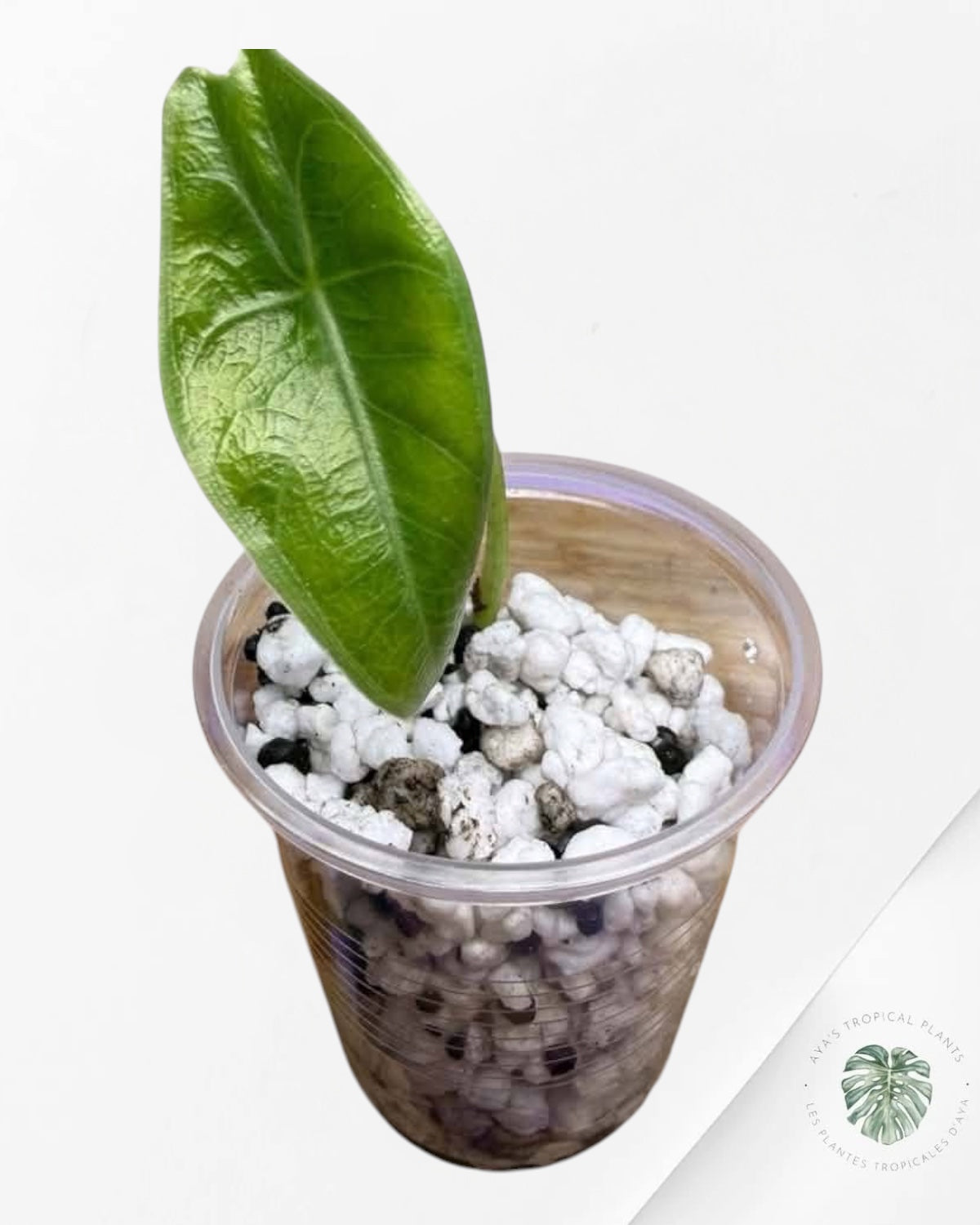 Alocasia Longiloba Purple
