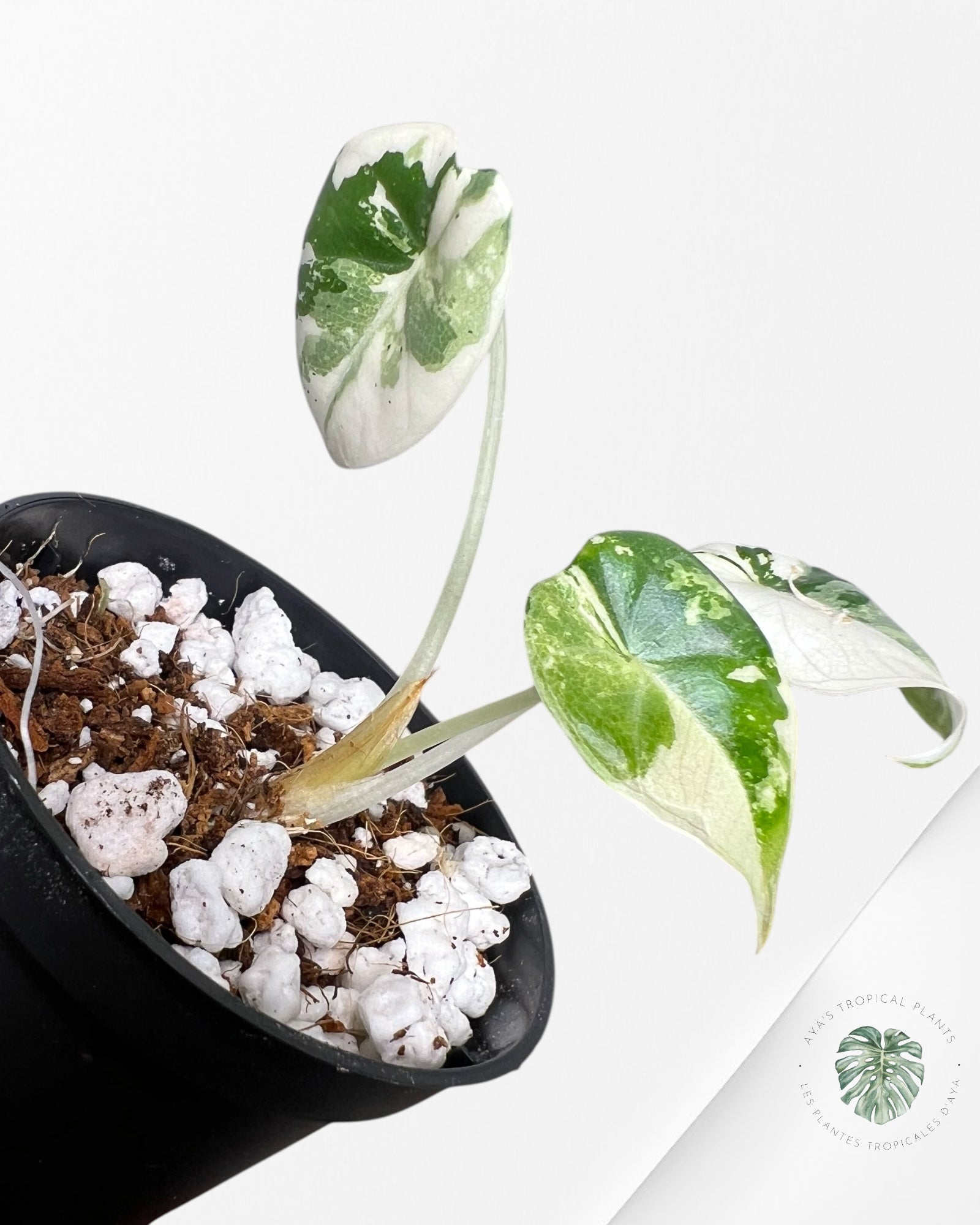 Alocasia Maharani Variegated - 200