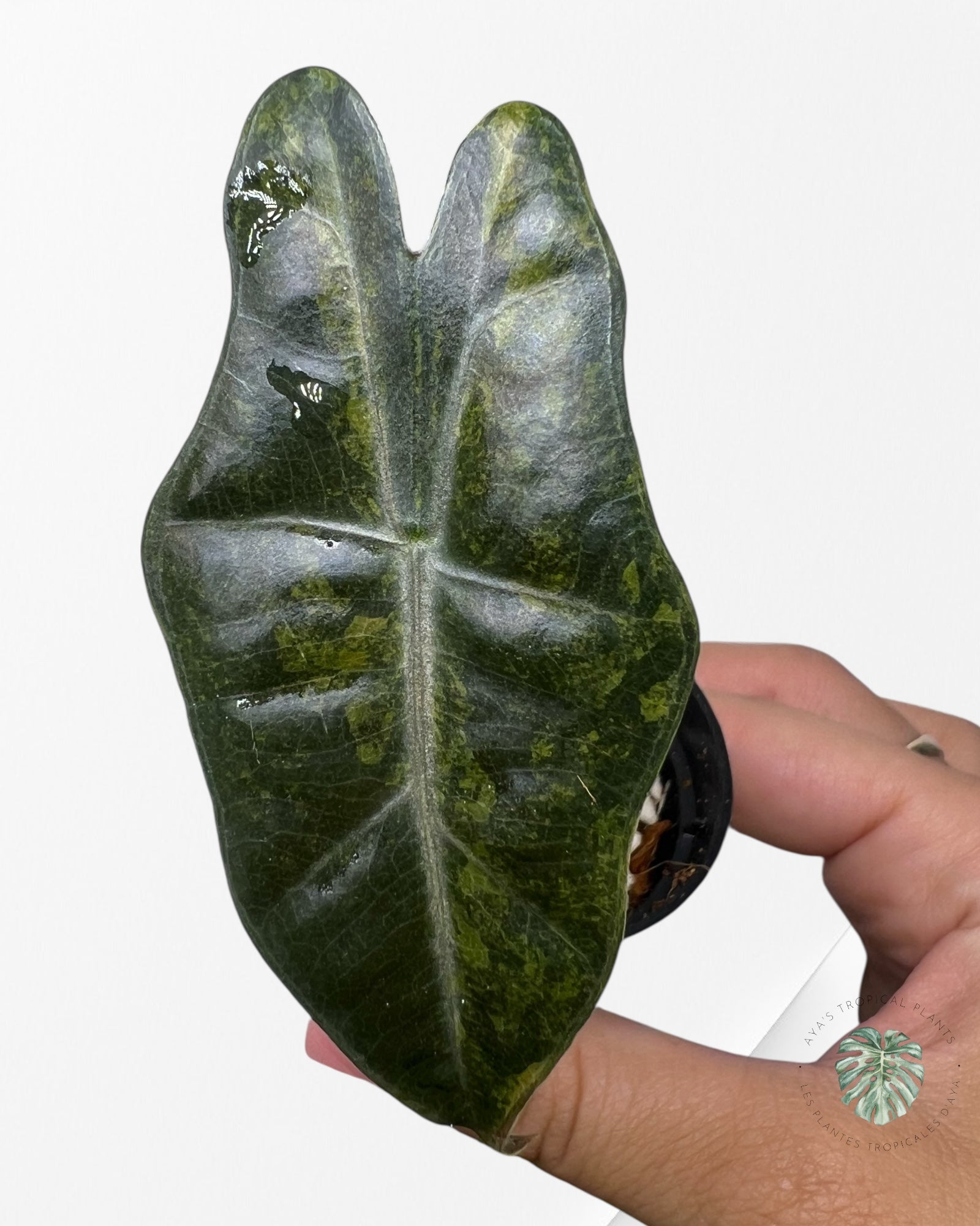 Alocasia Pseudo Sanderiana Variegated (Aurea) - 1