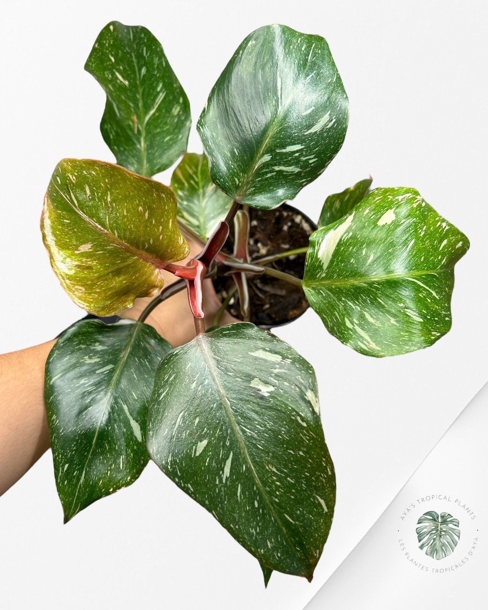 Philodendron « Chevalier Blanc » Marble King - F5