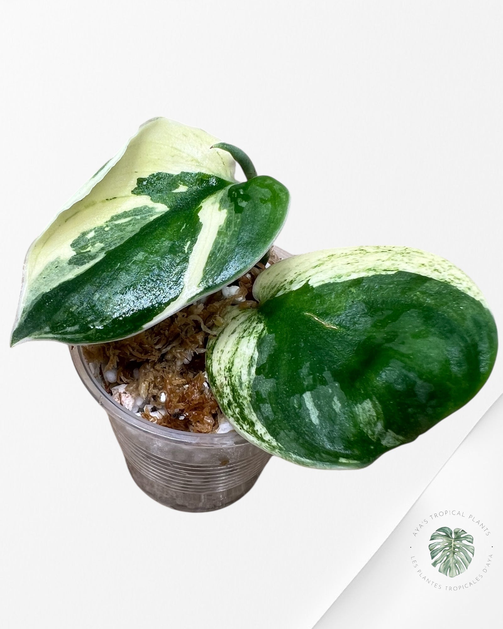 Chevalier d'argent Scindapsus Bunaken-JA01