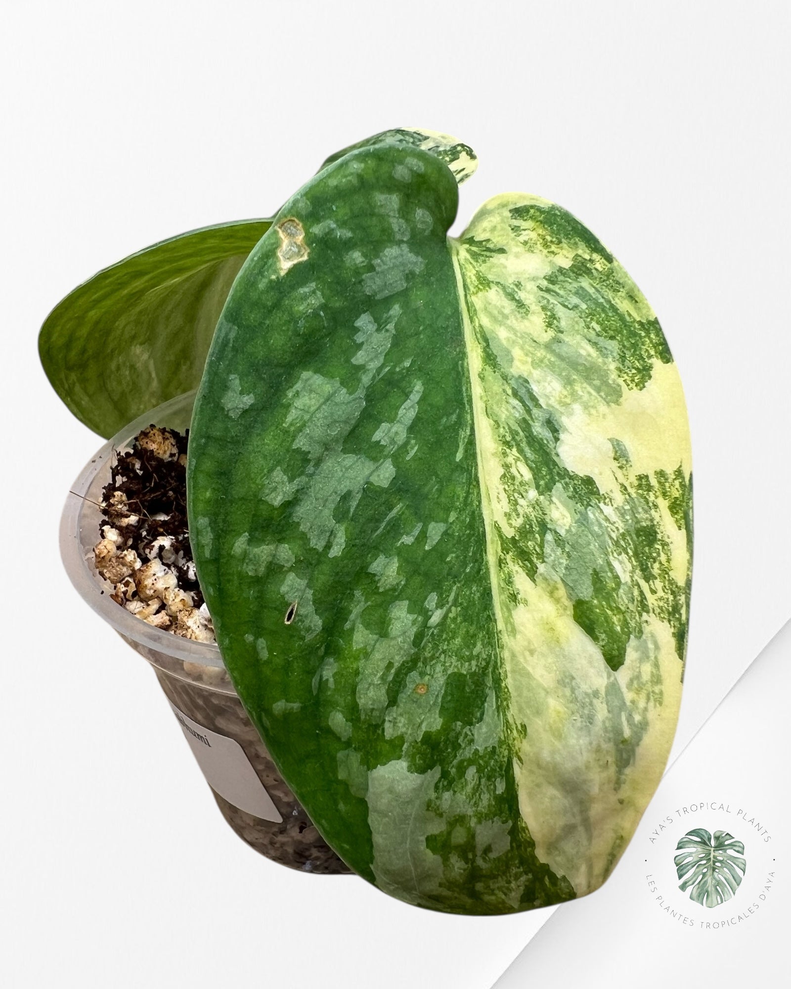 Scindapsus Swarnabhumi - SSV03