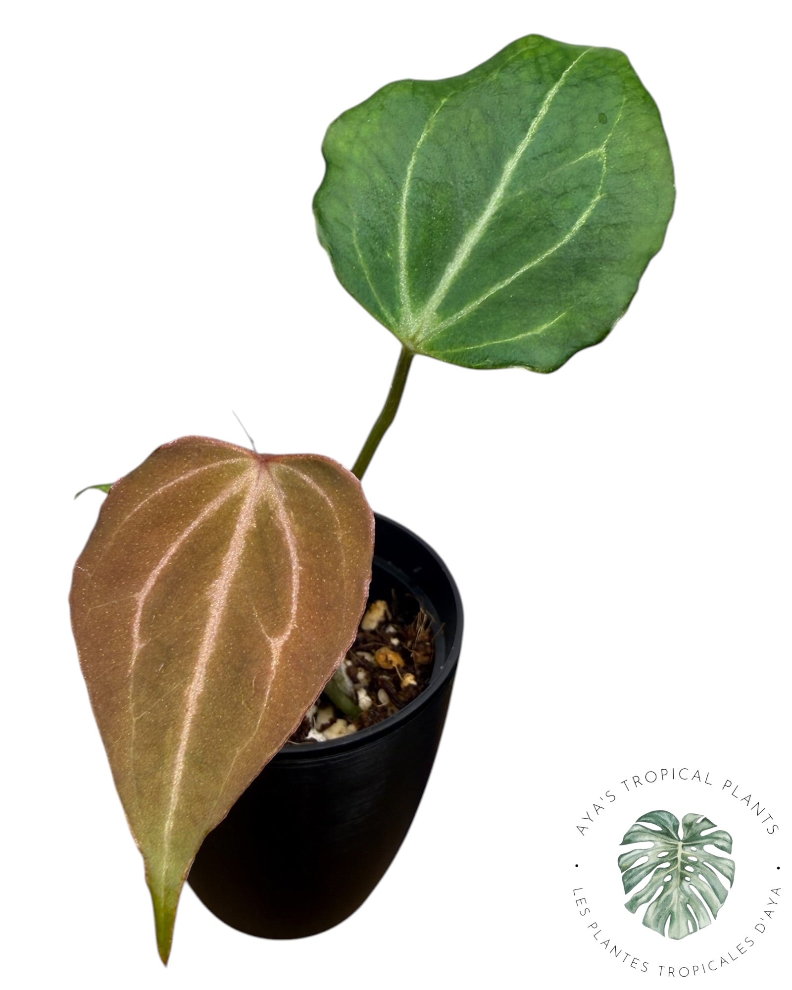 Anthurium Wonderboy X Michelle