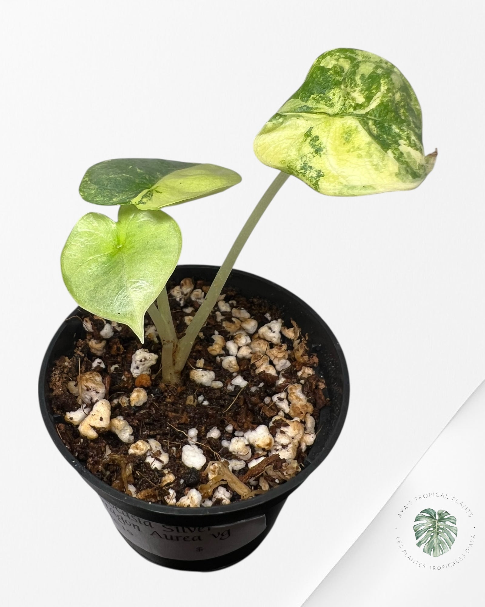 Alocasia Silver Dragon Variegated Aurea -TC19
