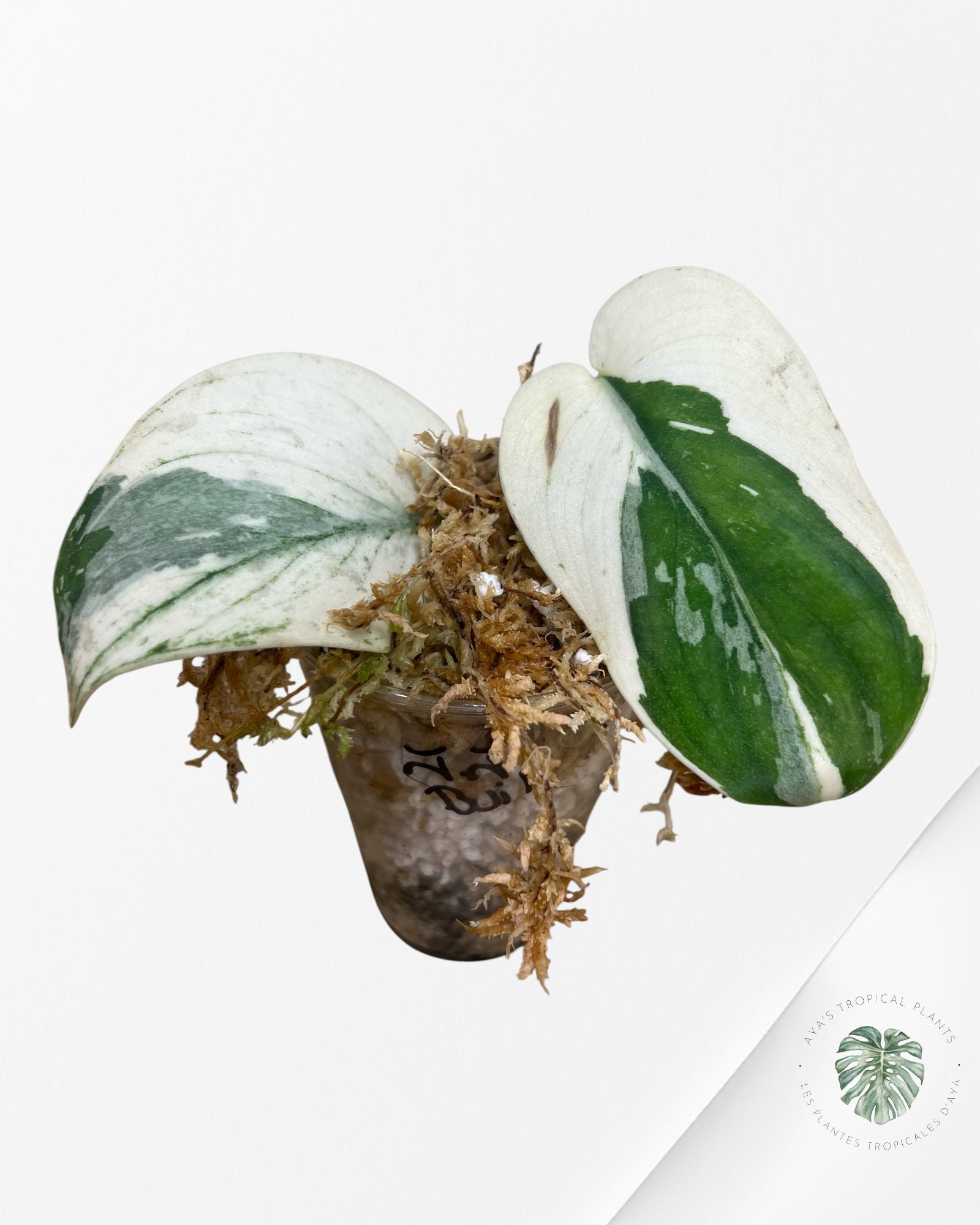 Scindapsus Silver Knight Jung Jung Buih Variegated - 01