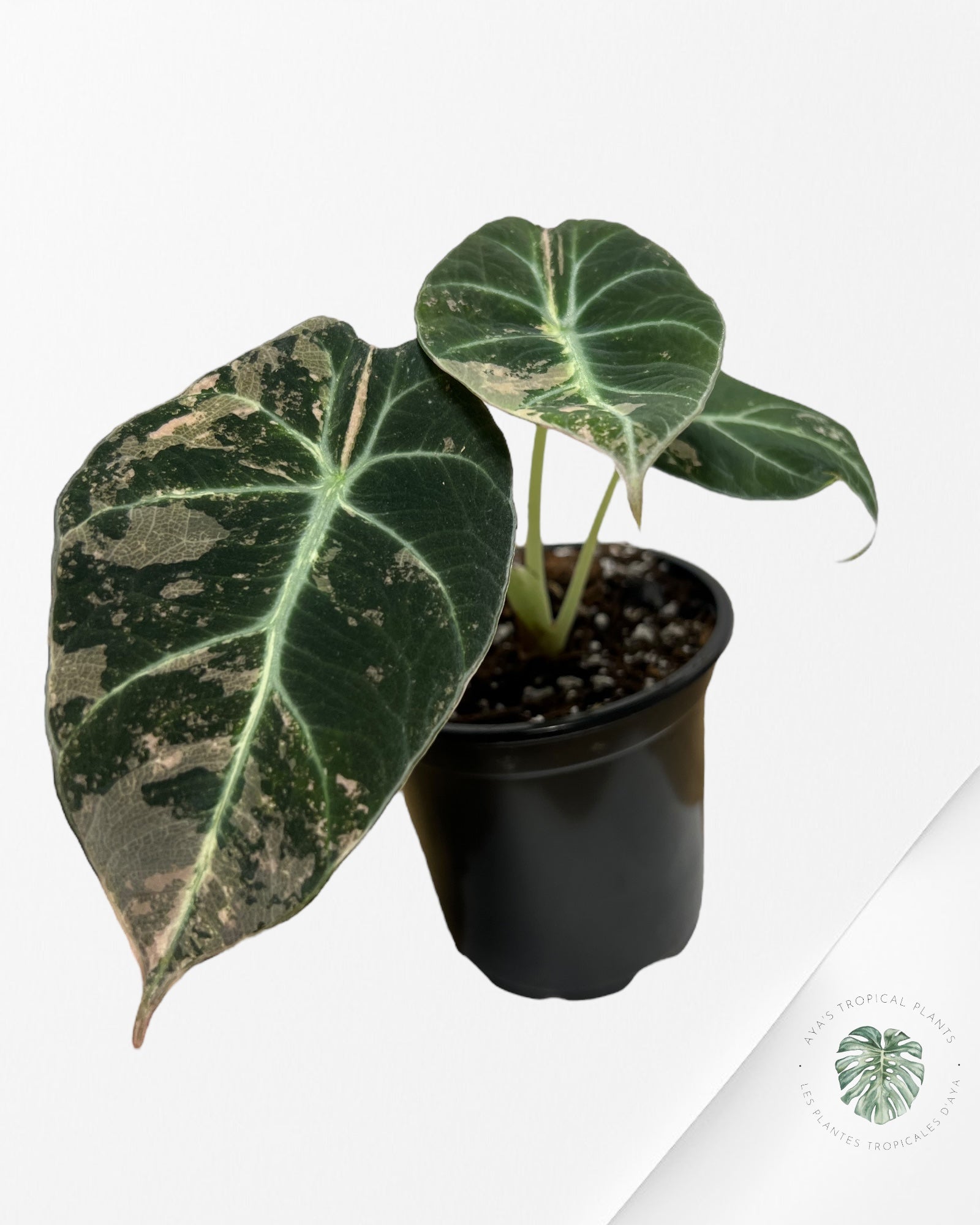 Alocasia Black Velvet Rose-G