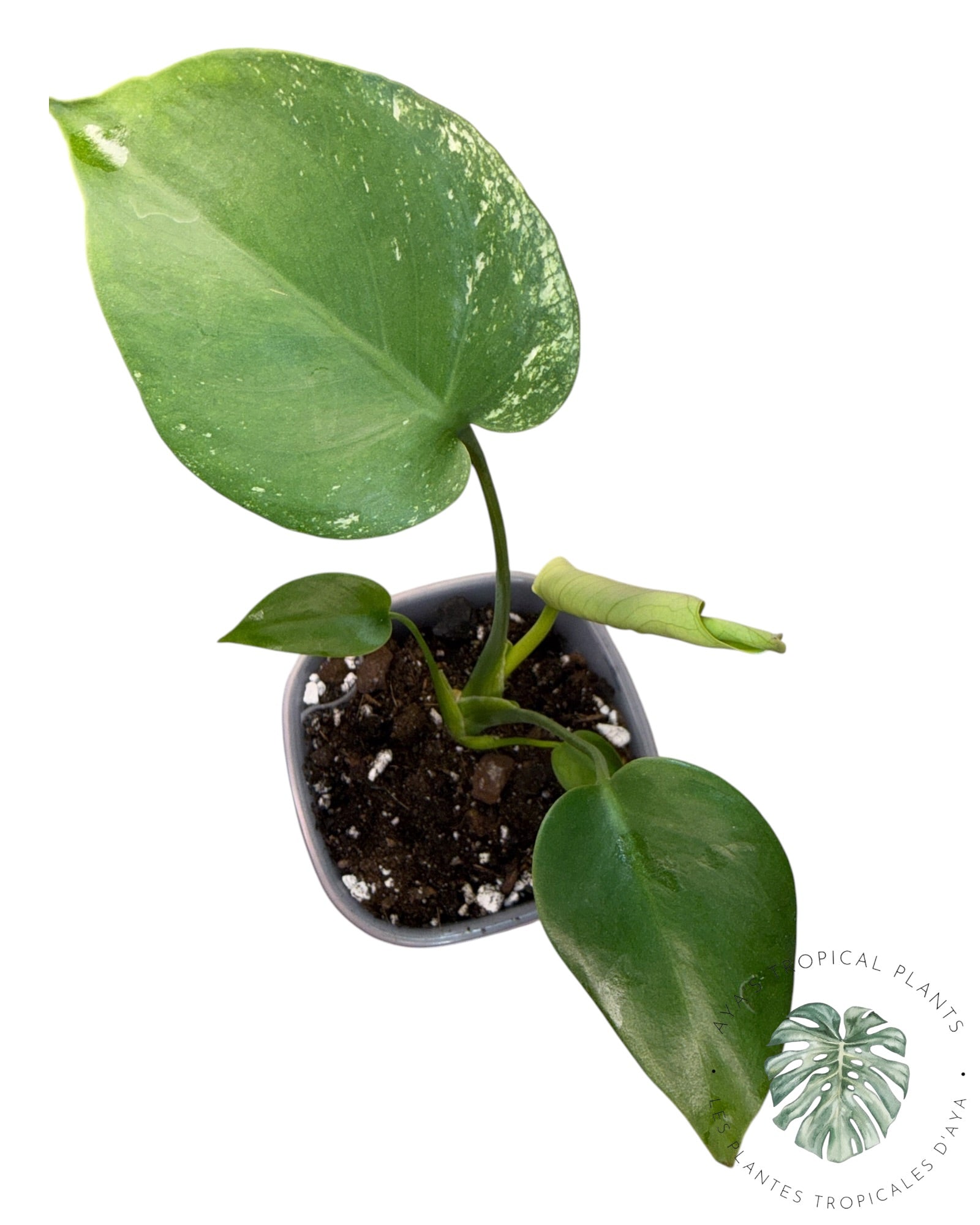 Monstera Deliciosa 'Devil Monster'
