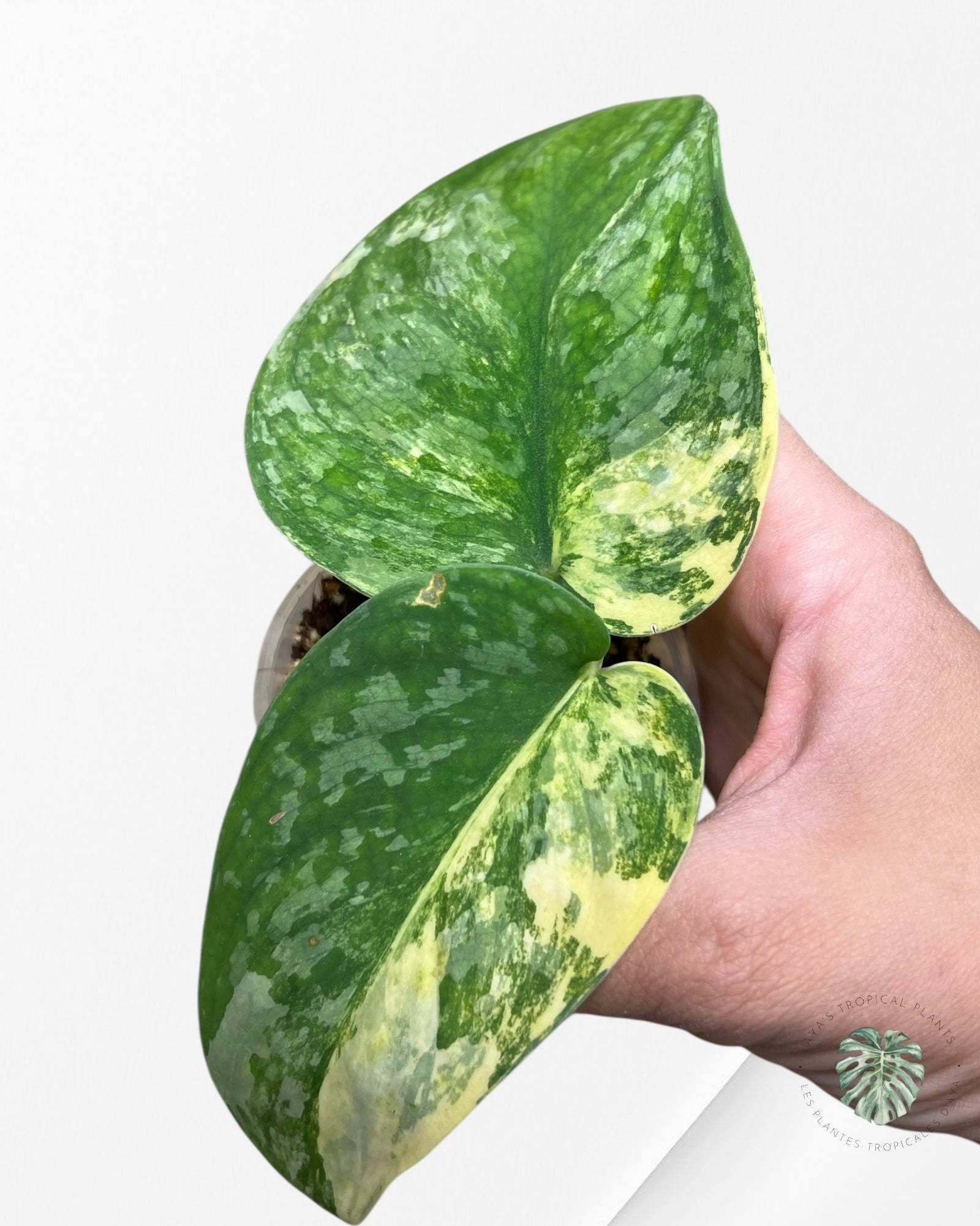 Scindapsus Swarnabhumi - SSV03