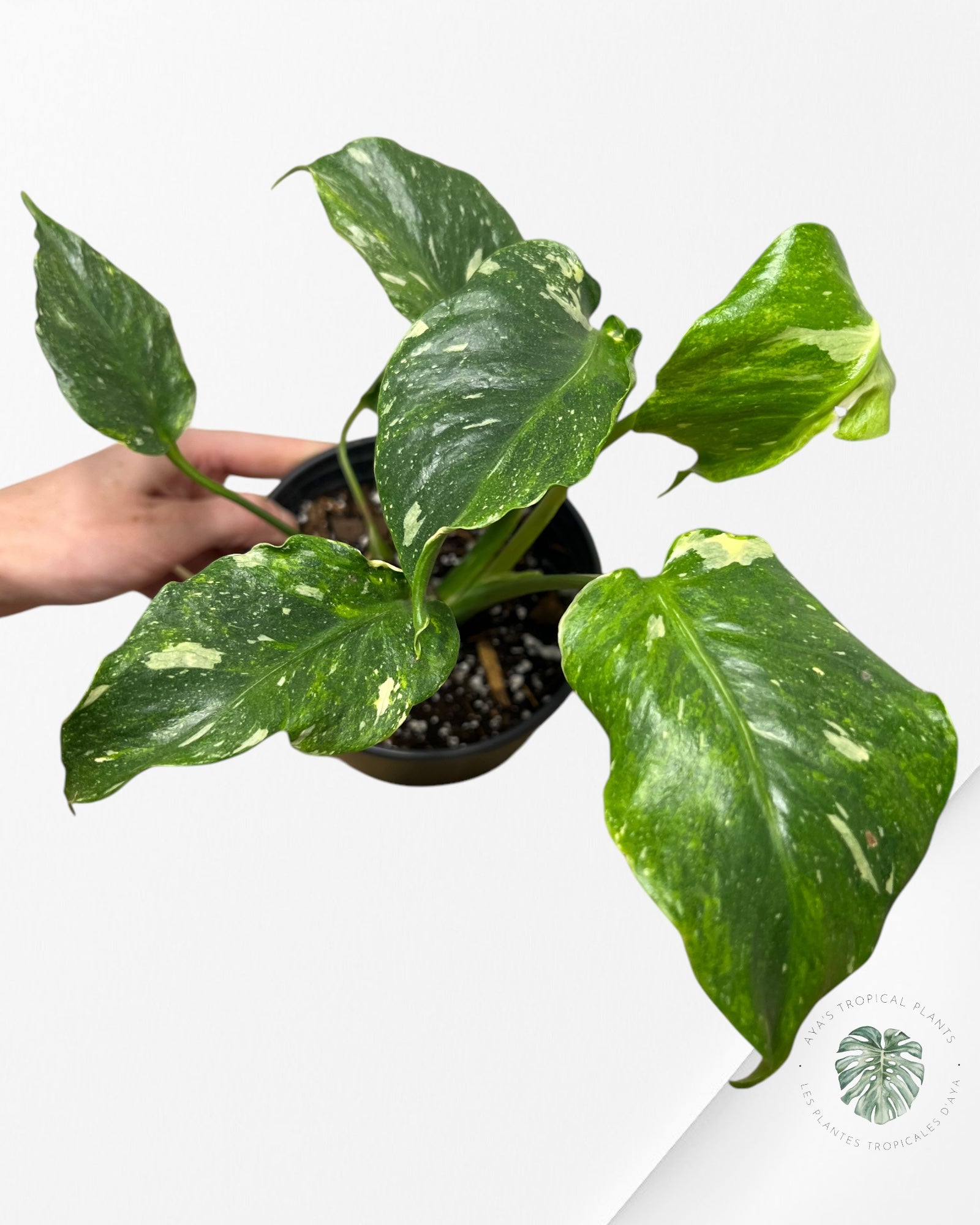 Monstera Miracle Tricolore -MTT250